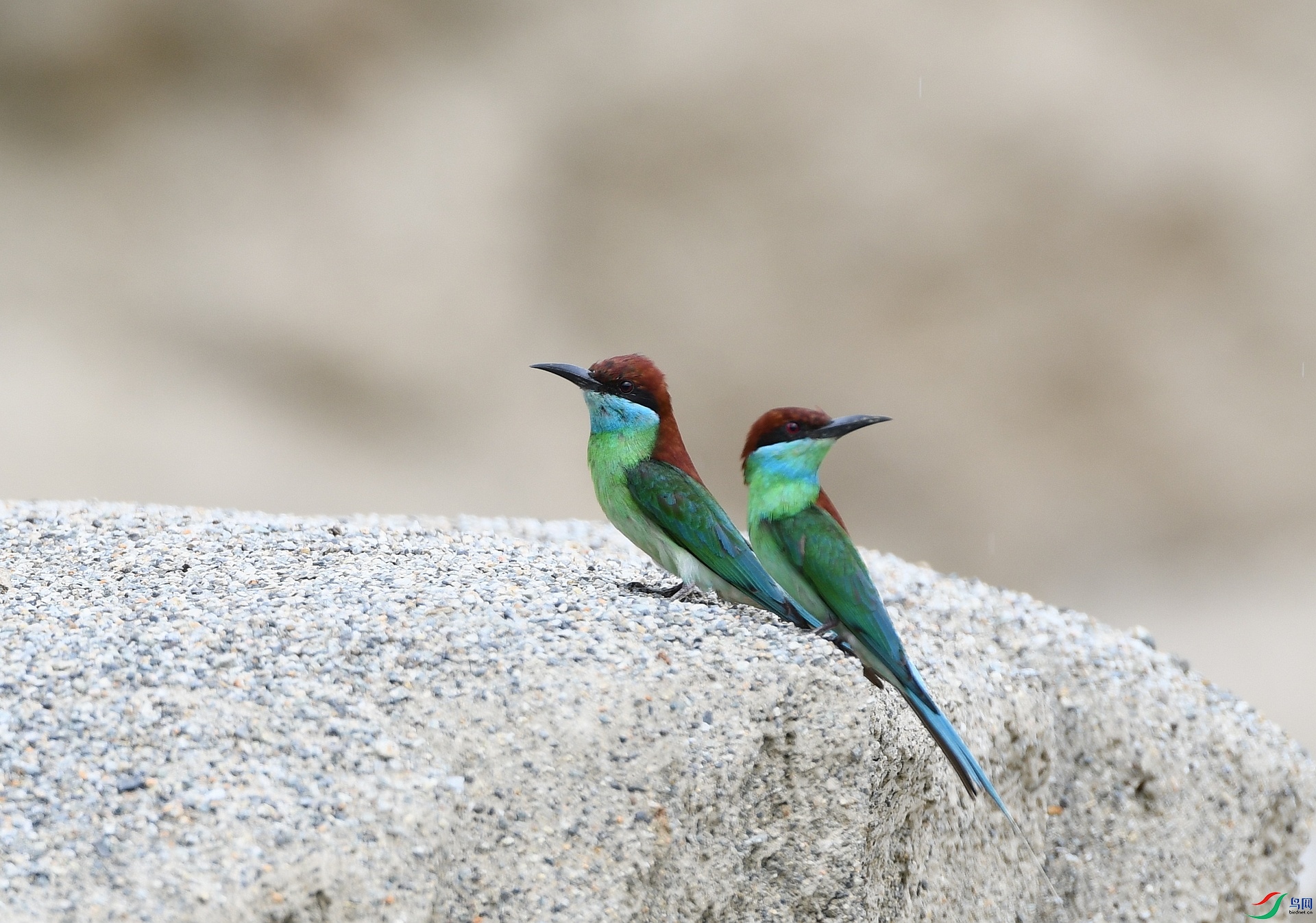 DSC_1252.jpg