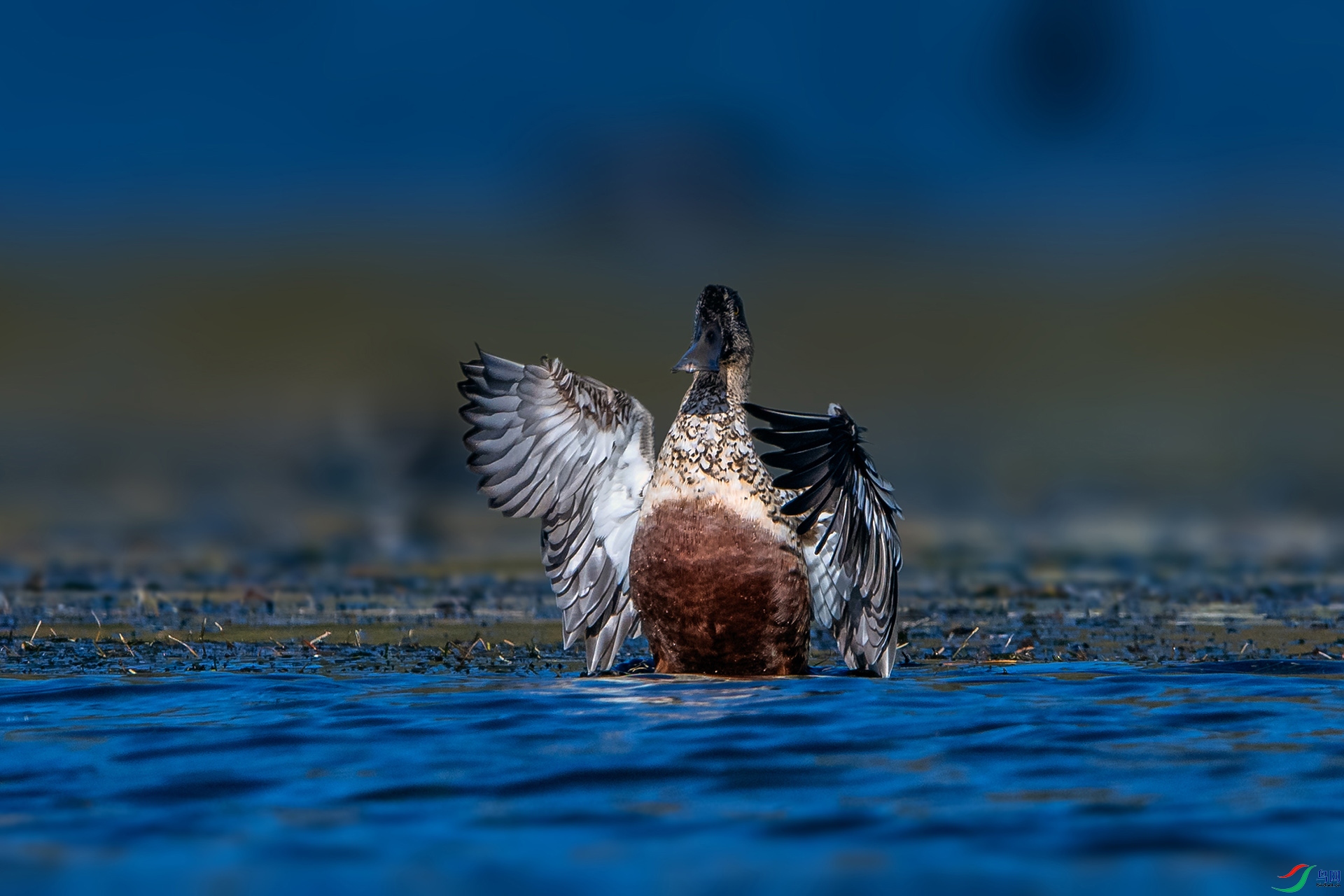 _AUU1401����Ѽ(24.11.15).jpg