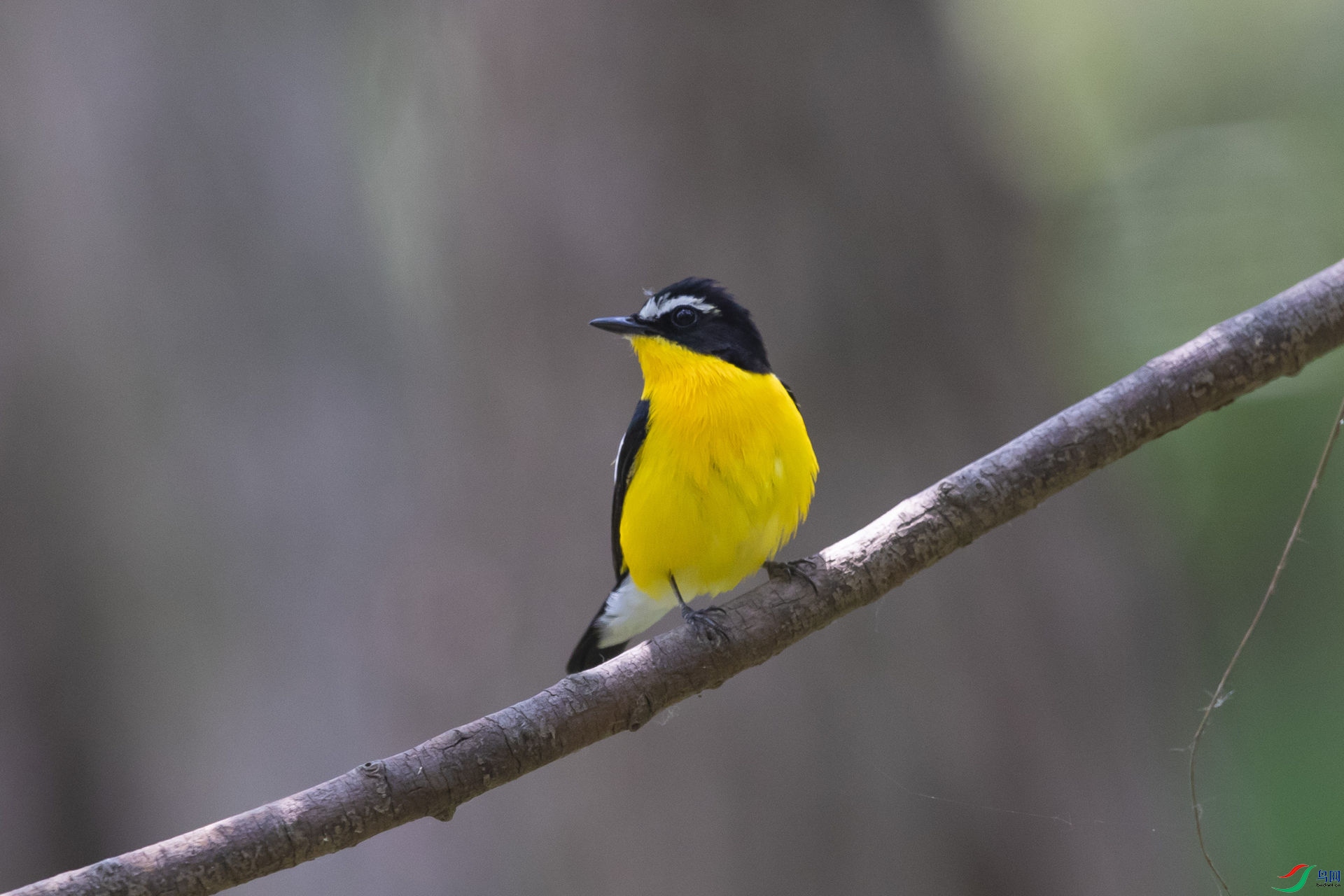 ��ü���l