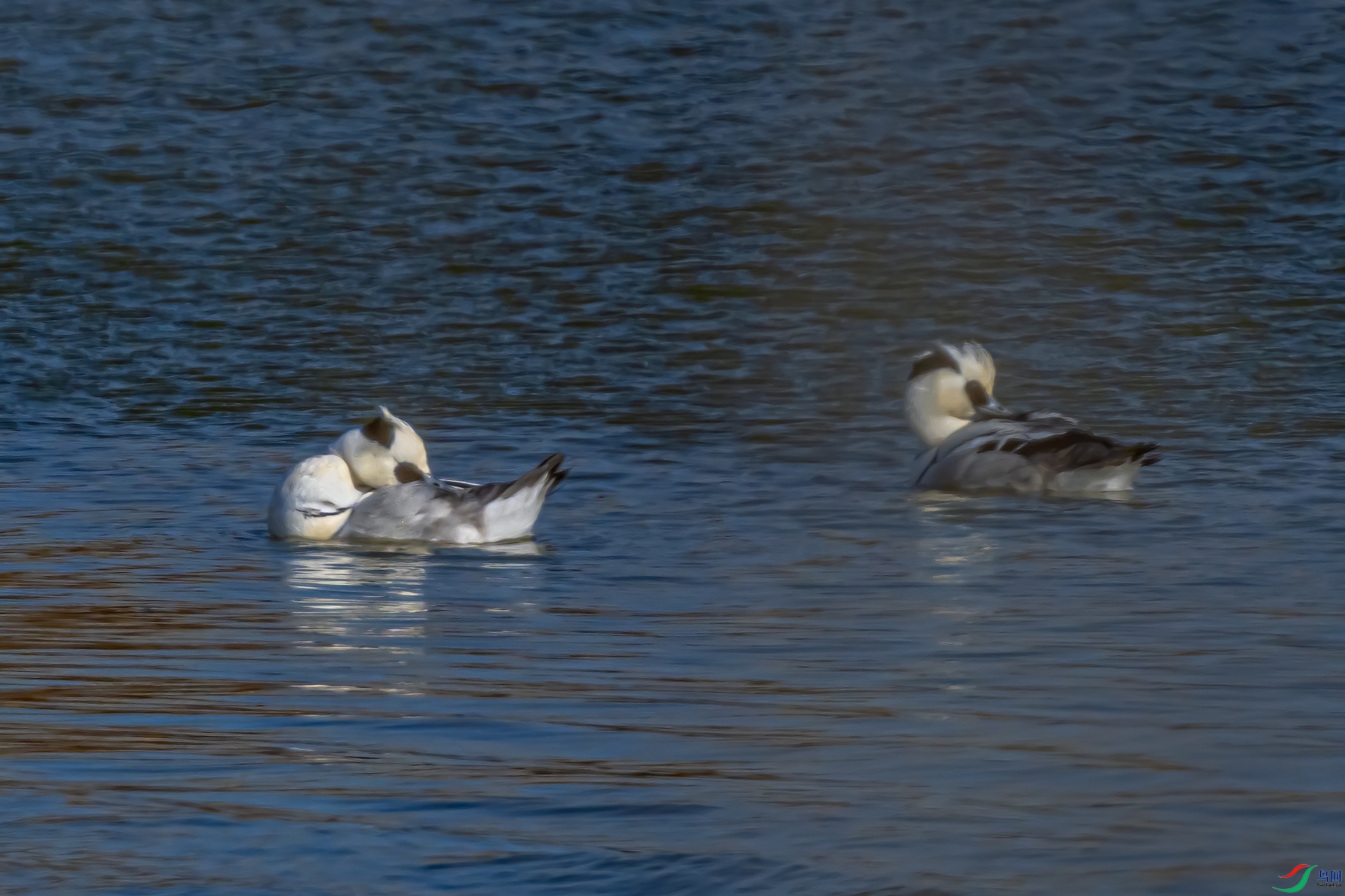 DSC_0924-11.jpg
