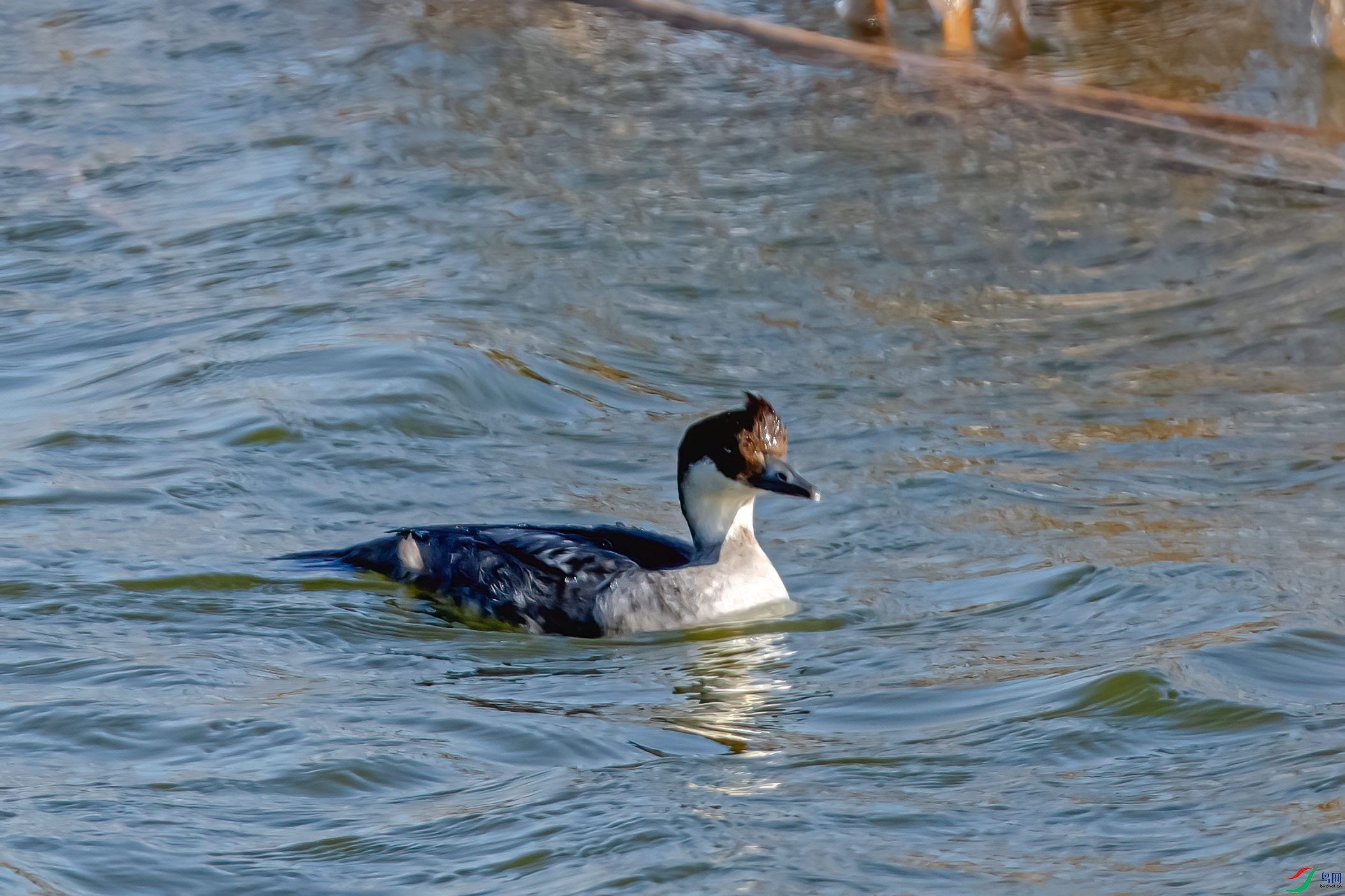 DSC_1142-11.jpg