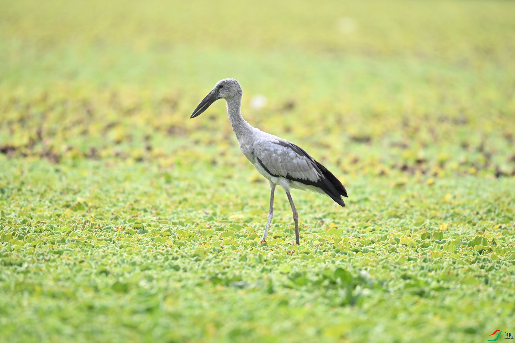 DSC_6165.JPG