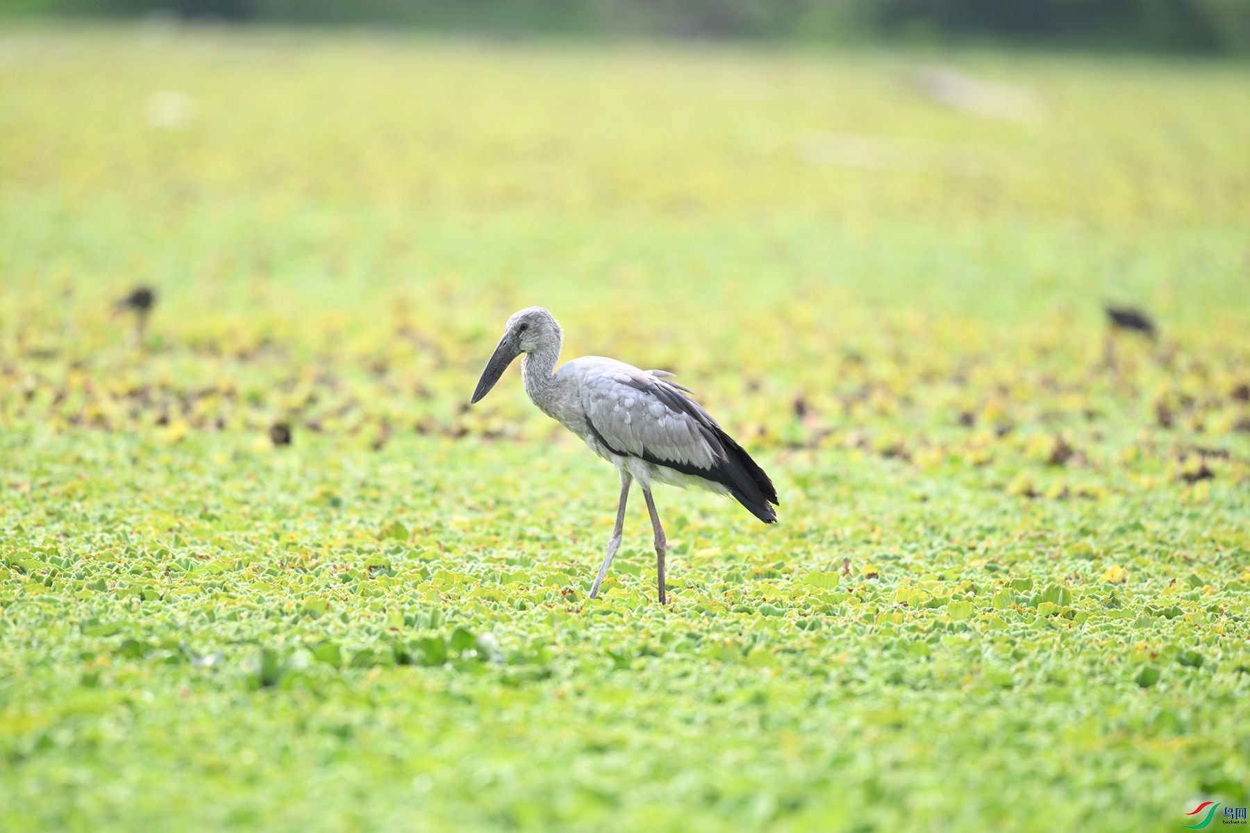 DSC_6177.JPG