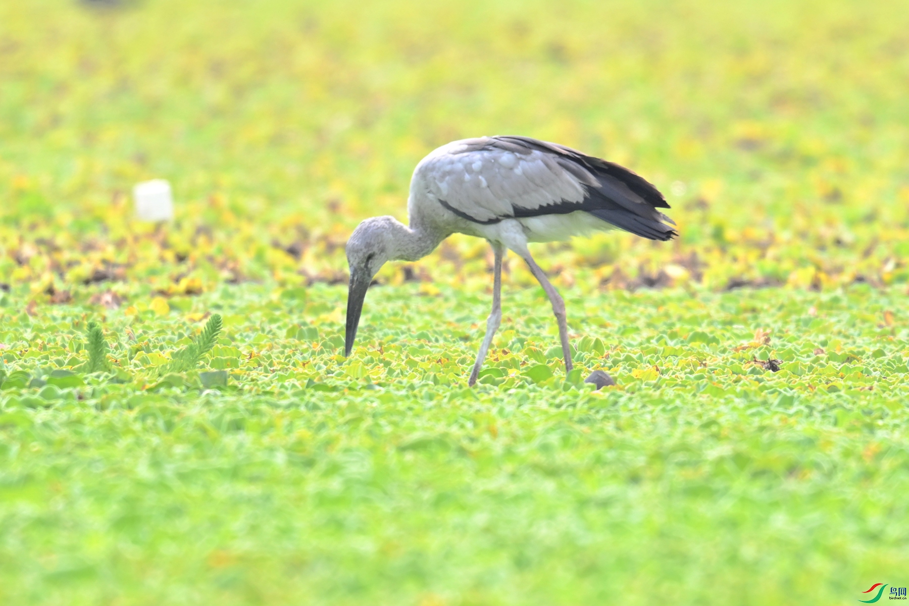 DSC_6199.JPG