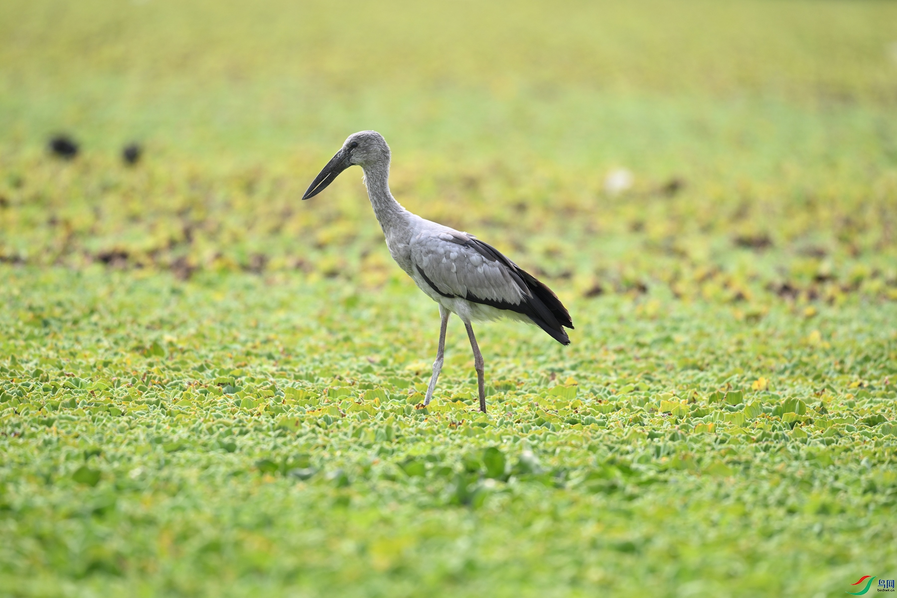 DSC_6169.JPG