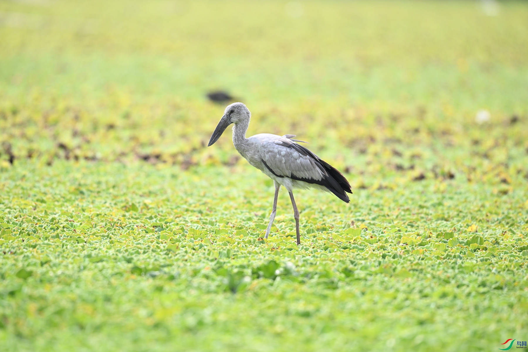 DSC_6172.JPG
