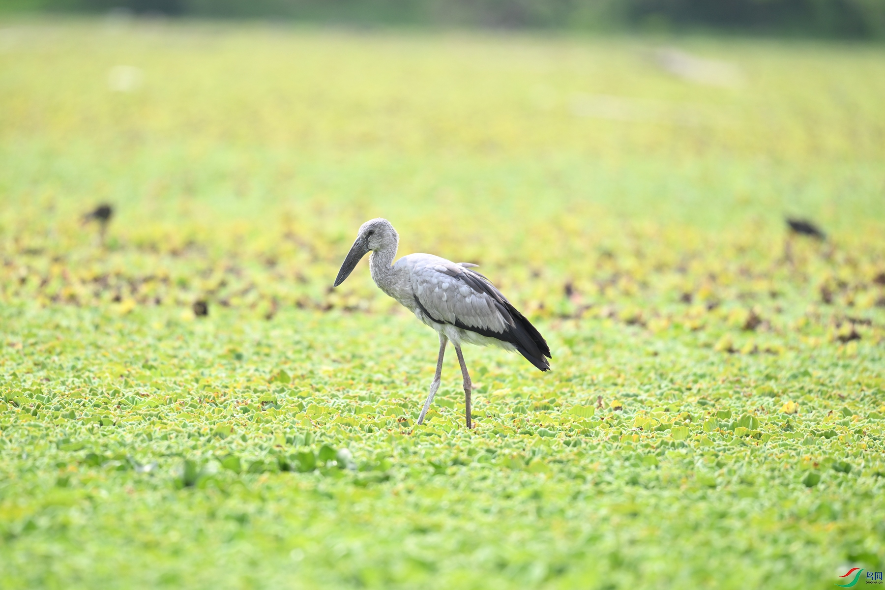 DSC_6178.JPG