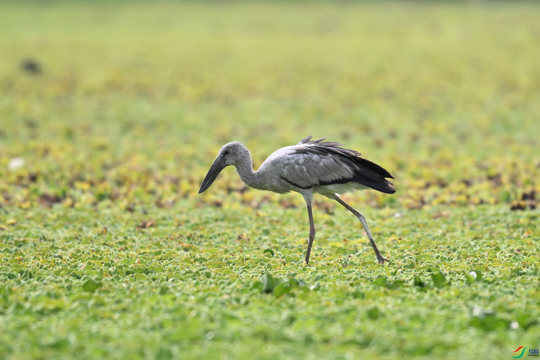 DSC_6194.JPG