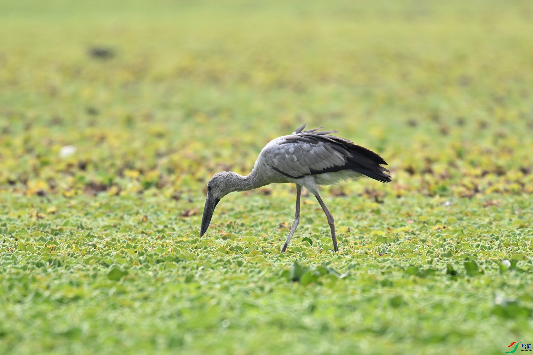 DSC_6196.JPG