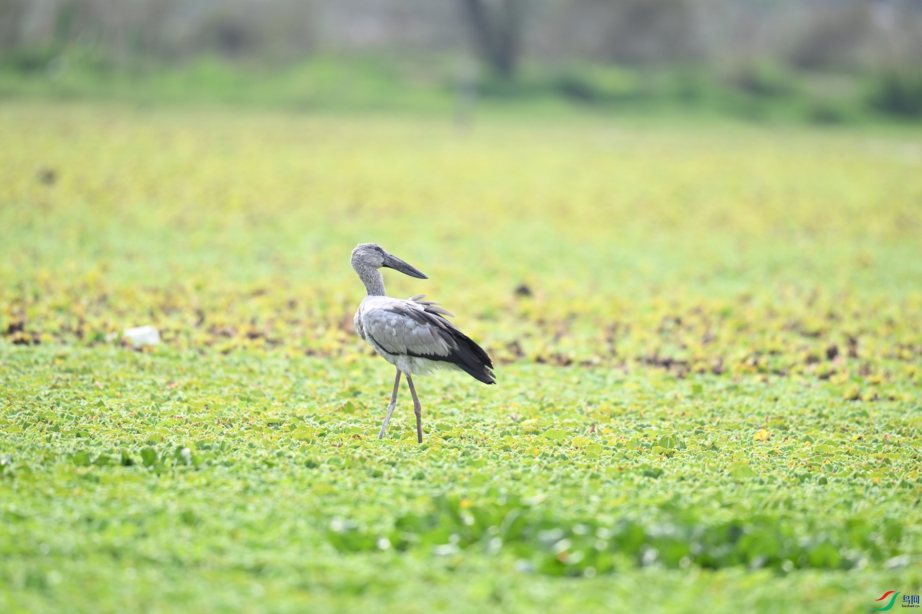 DSC_6184.JPG