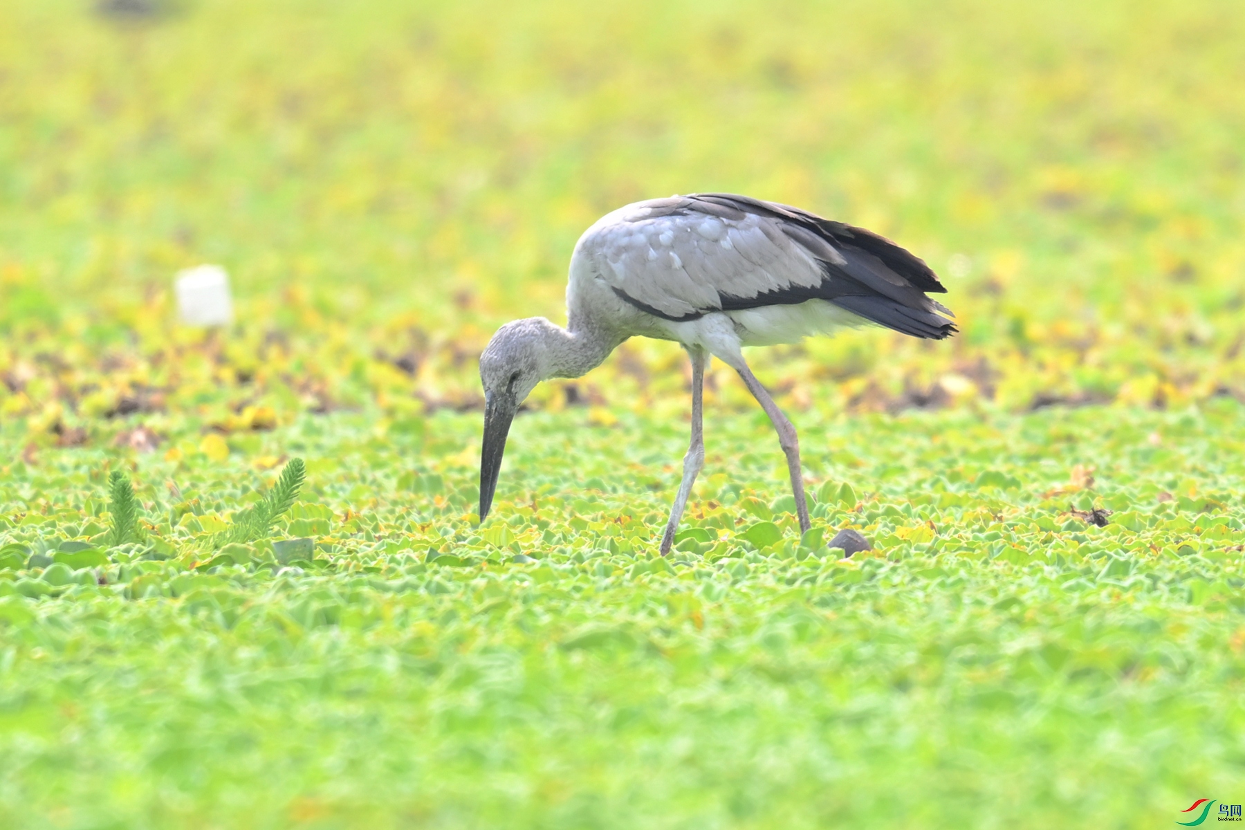 DSC_6200.JPG