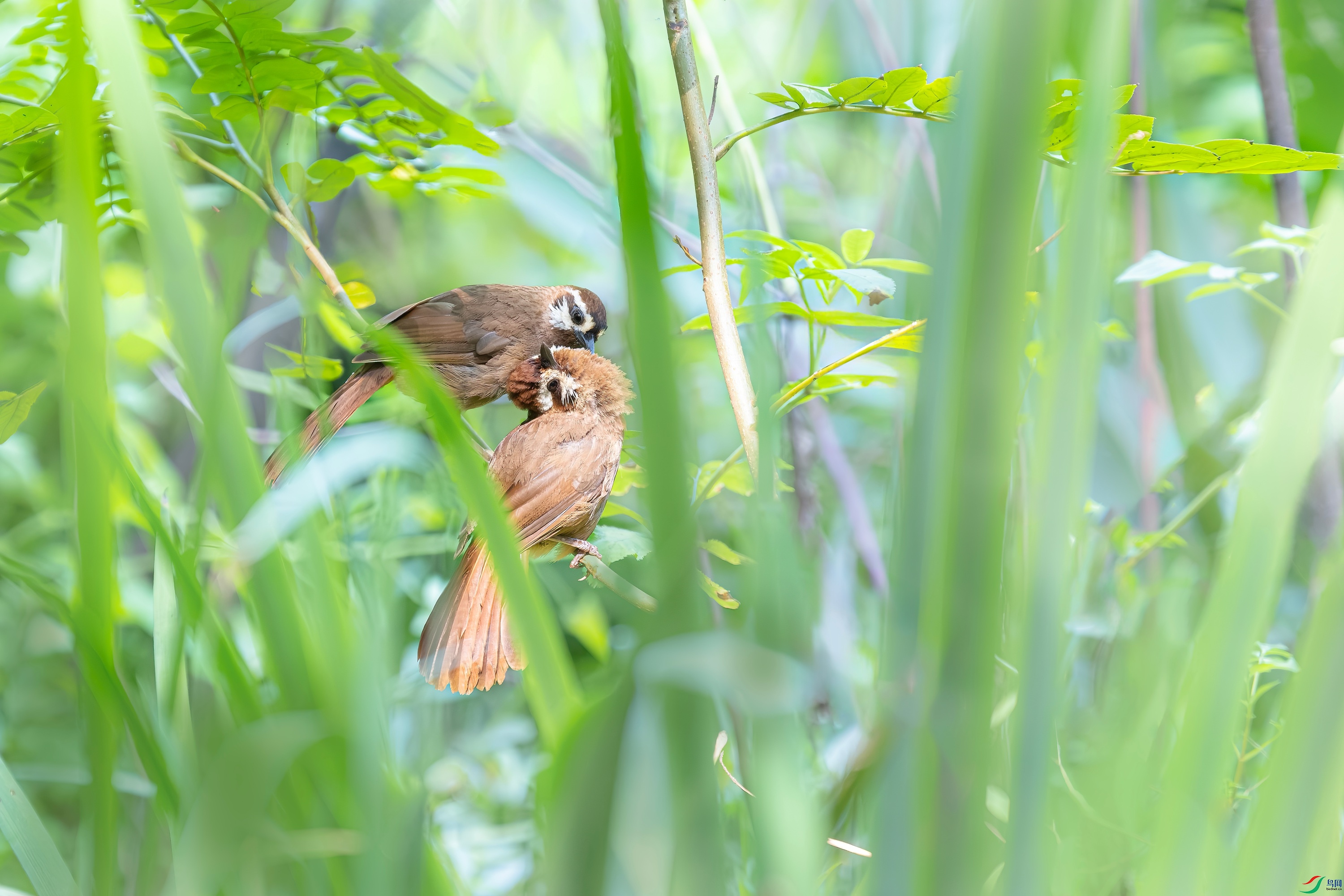 DSCF7077.jpg