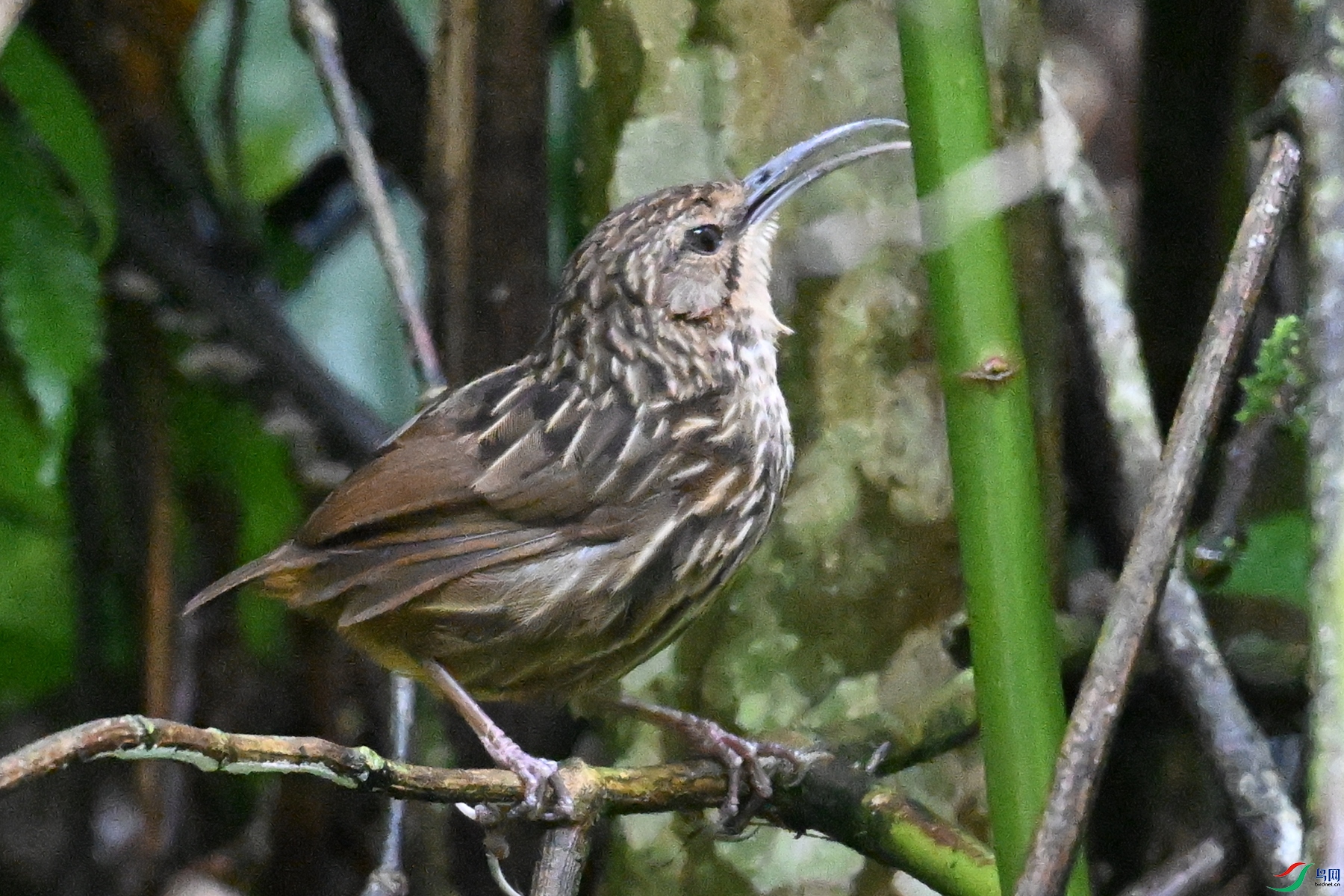 DSC_0596.JPG