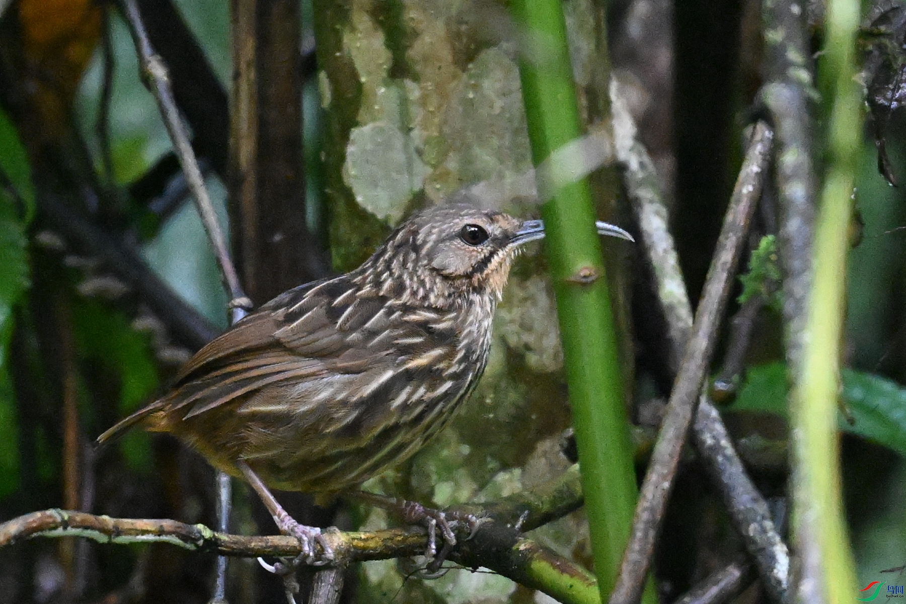 DSC_0574.JPG