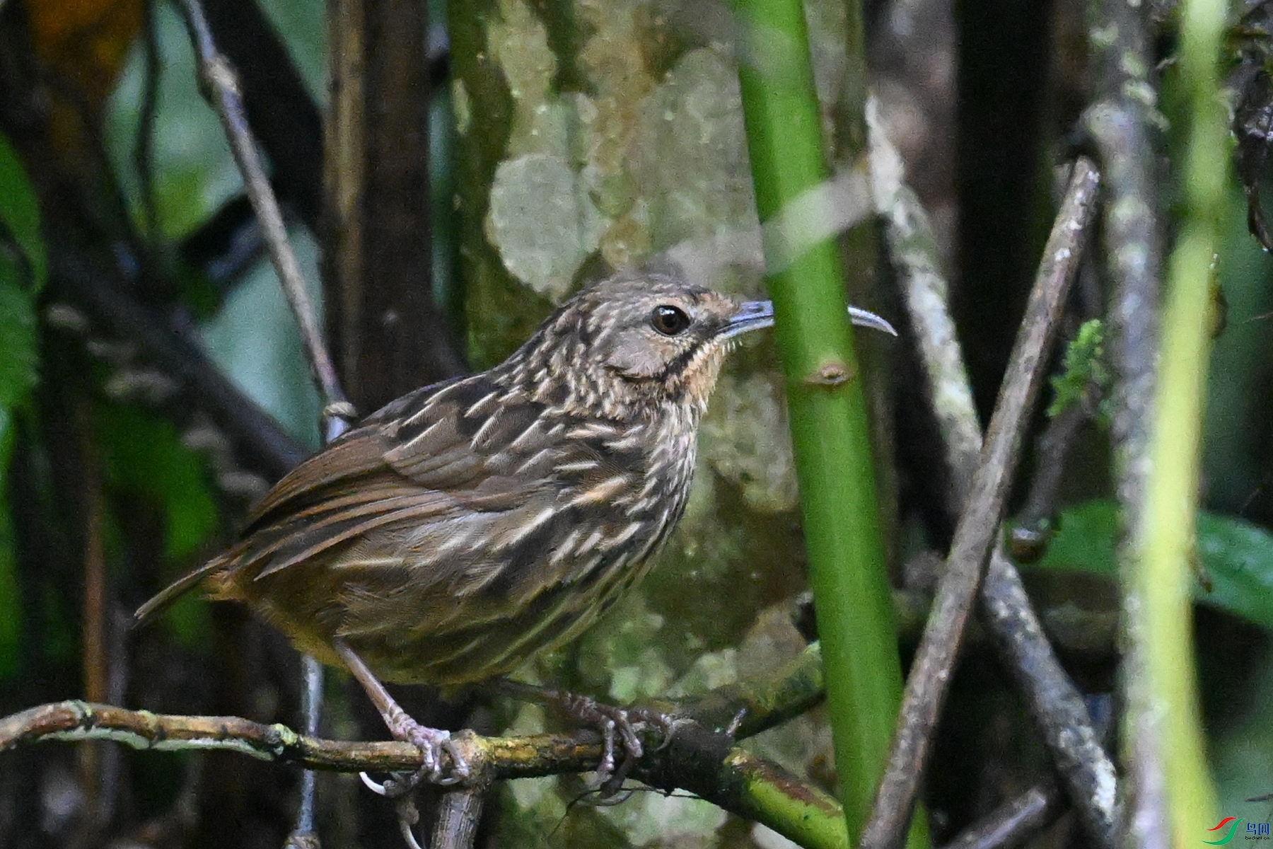 DSC_0576.JPG