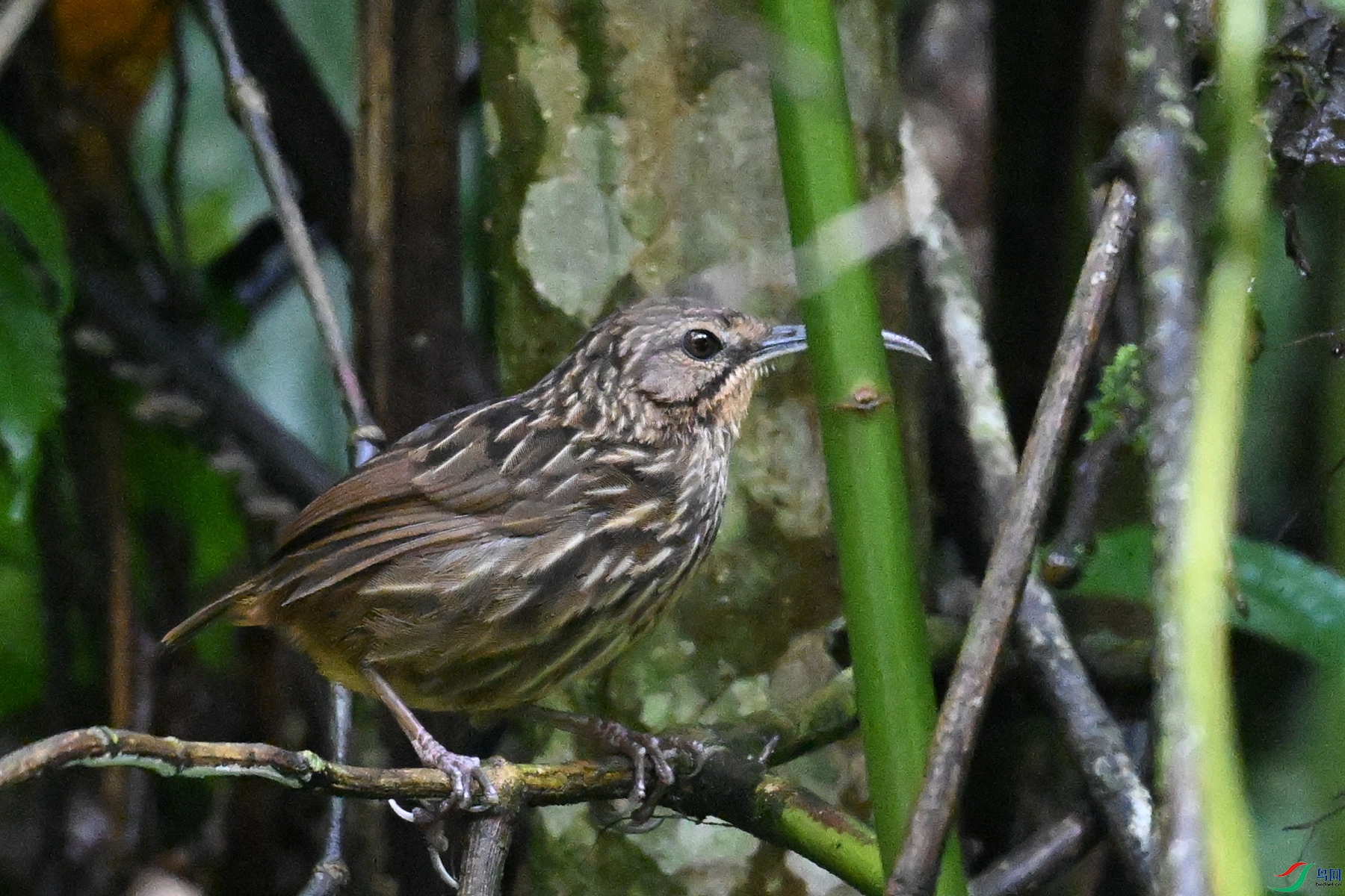 DSC_0578.JPG