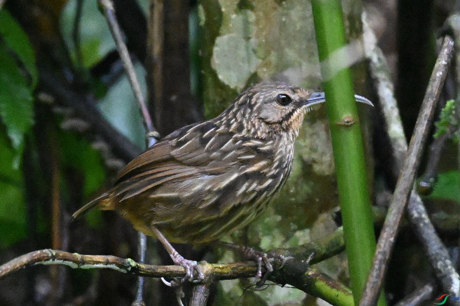 DSC_0580.JPG