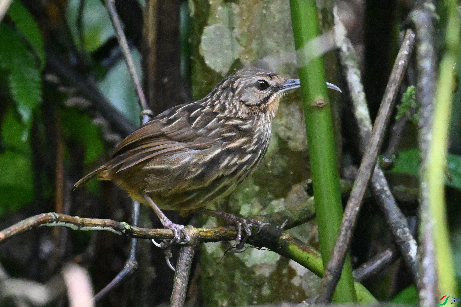 DSC_0582.JPG