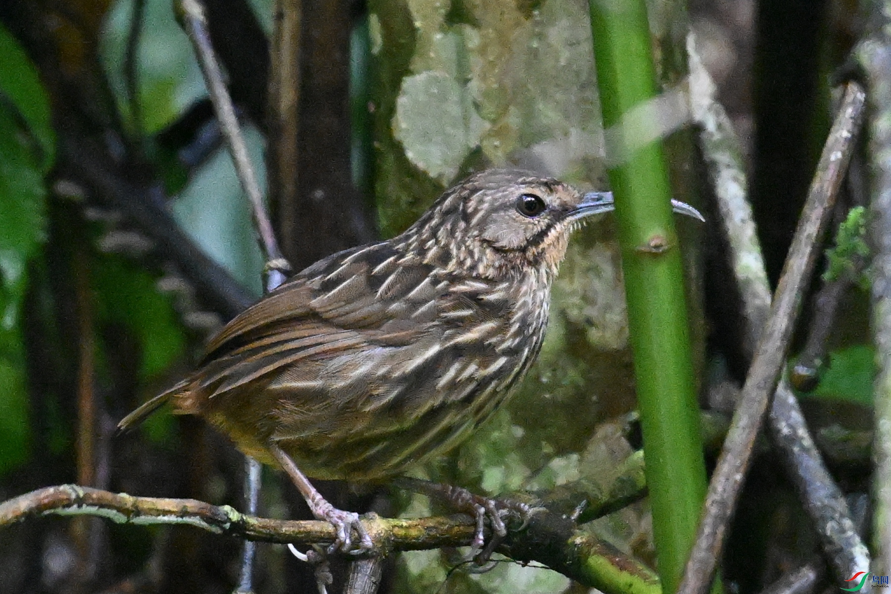 DSC_0584.JPG