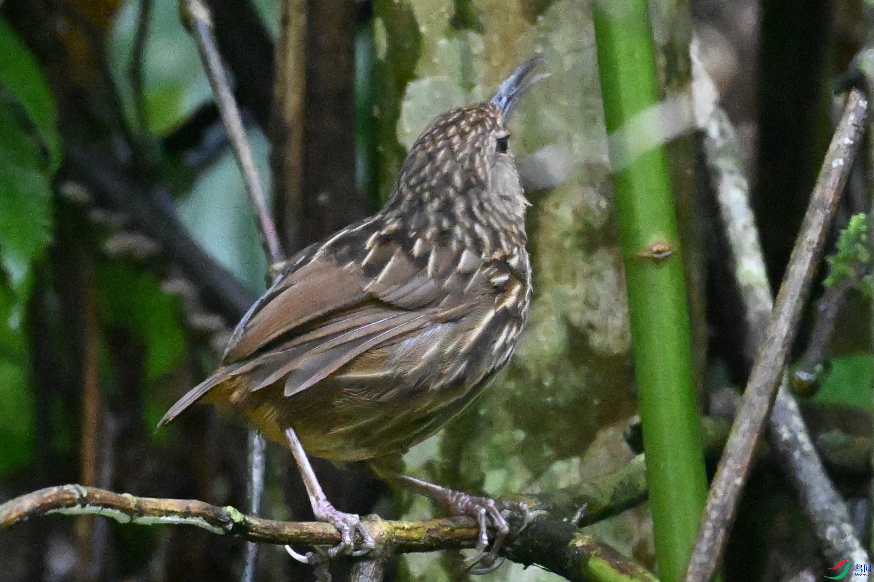 DSC_0591.JPG