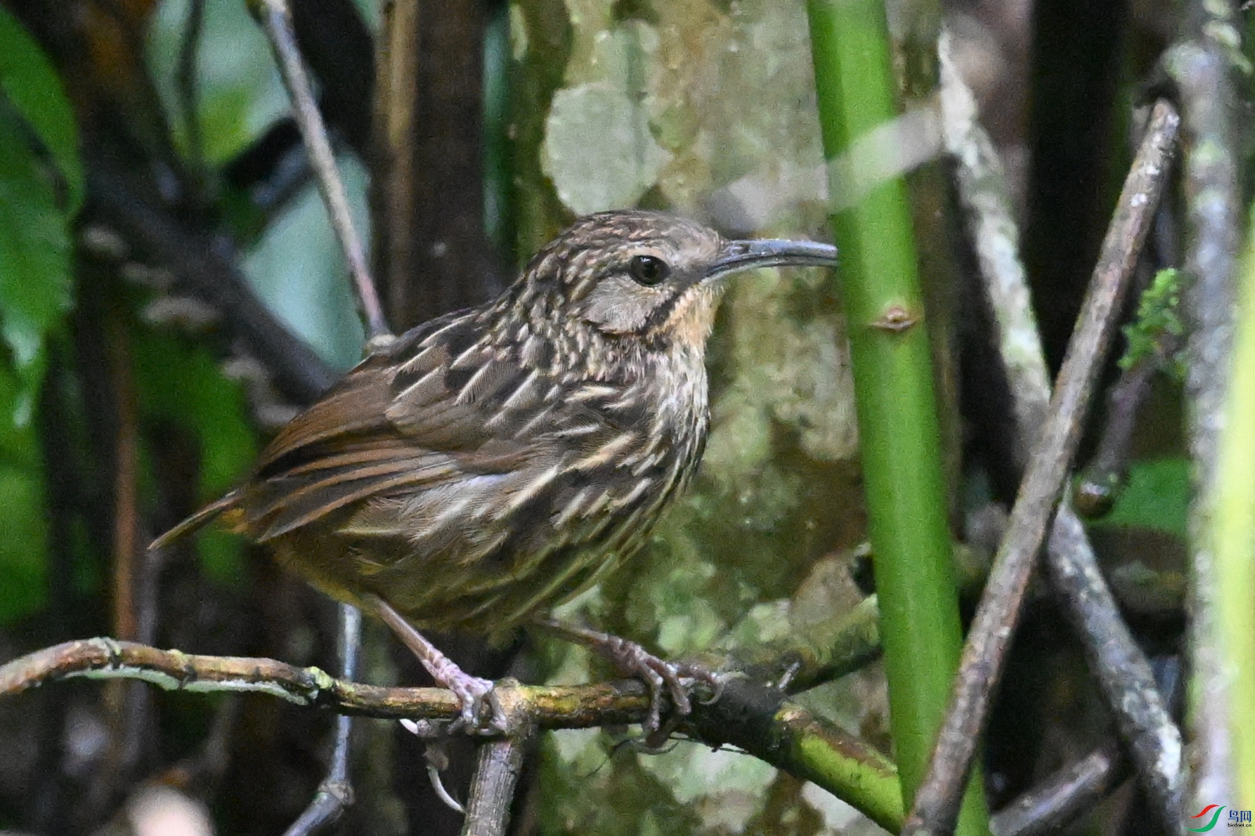 DSC_0593.JPG