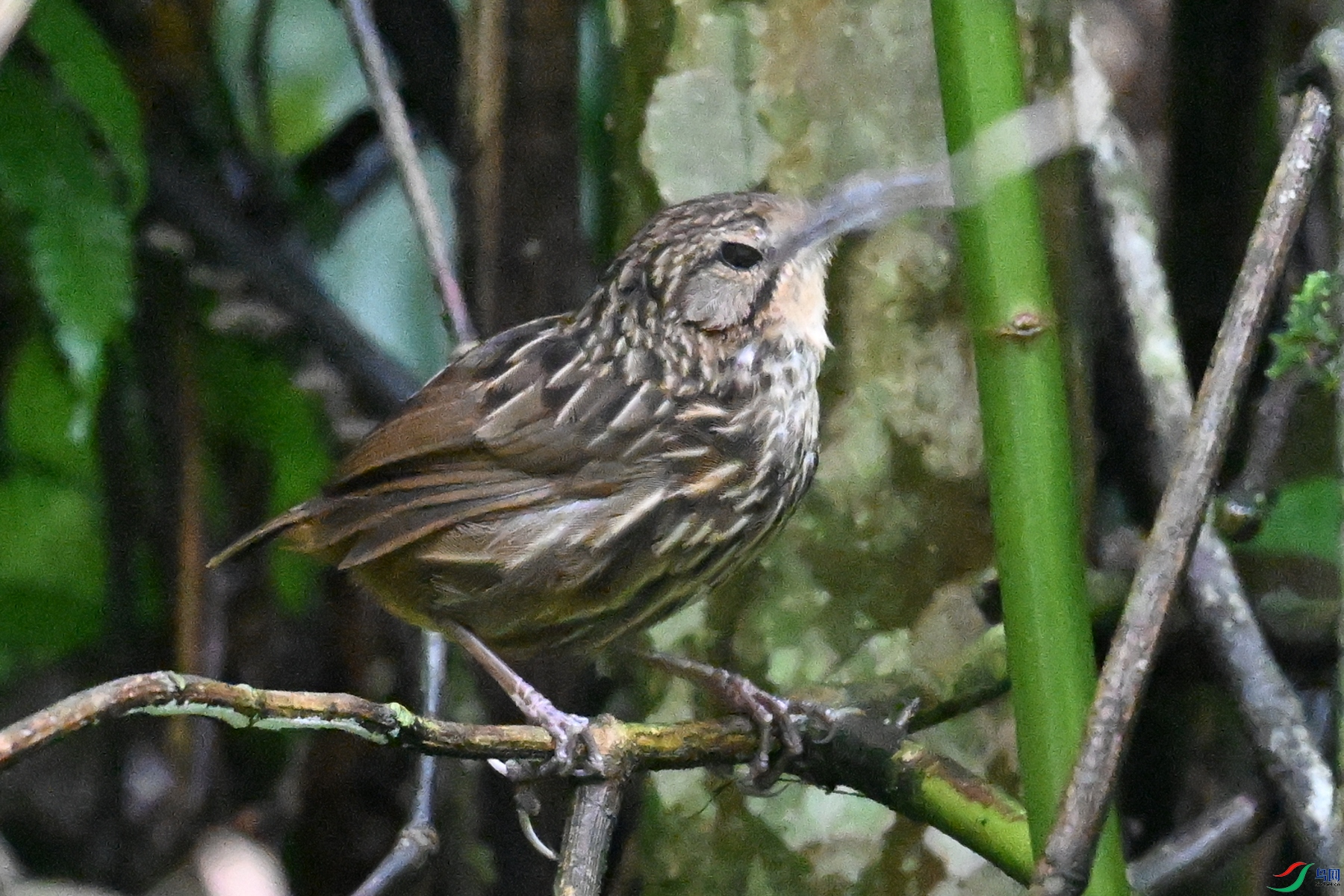 DSC_0595.JPG