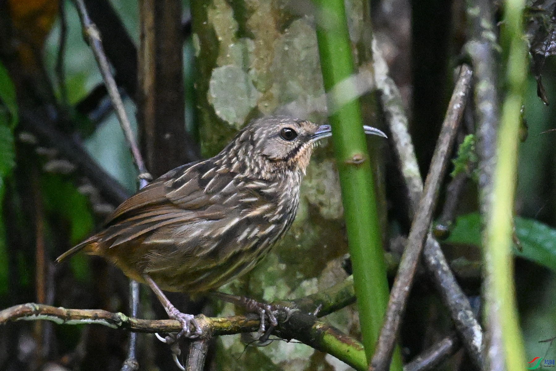 DSC_0571.JPG