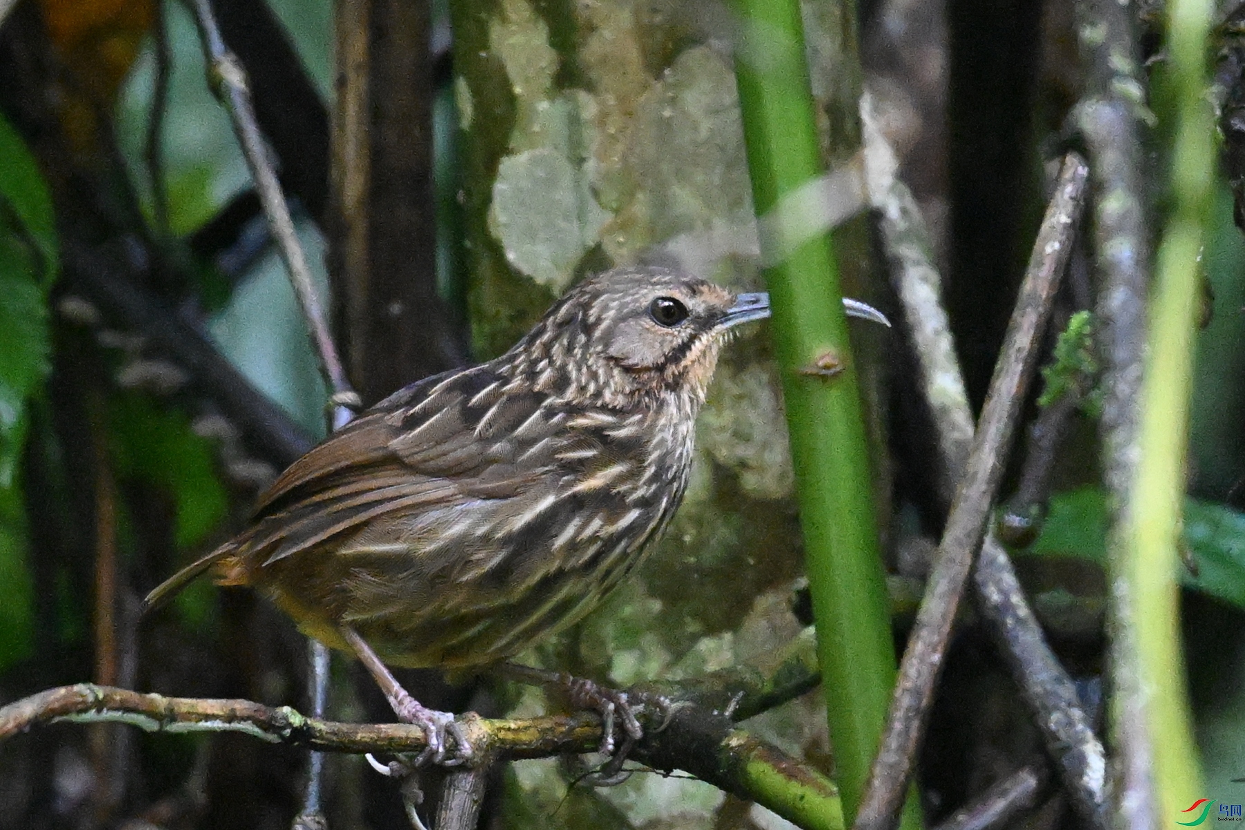 DSC_0575.JPG