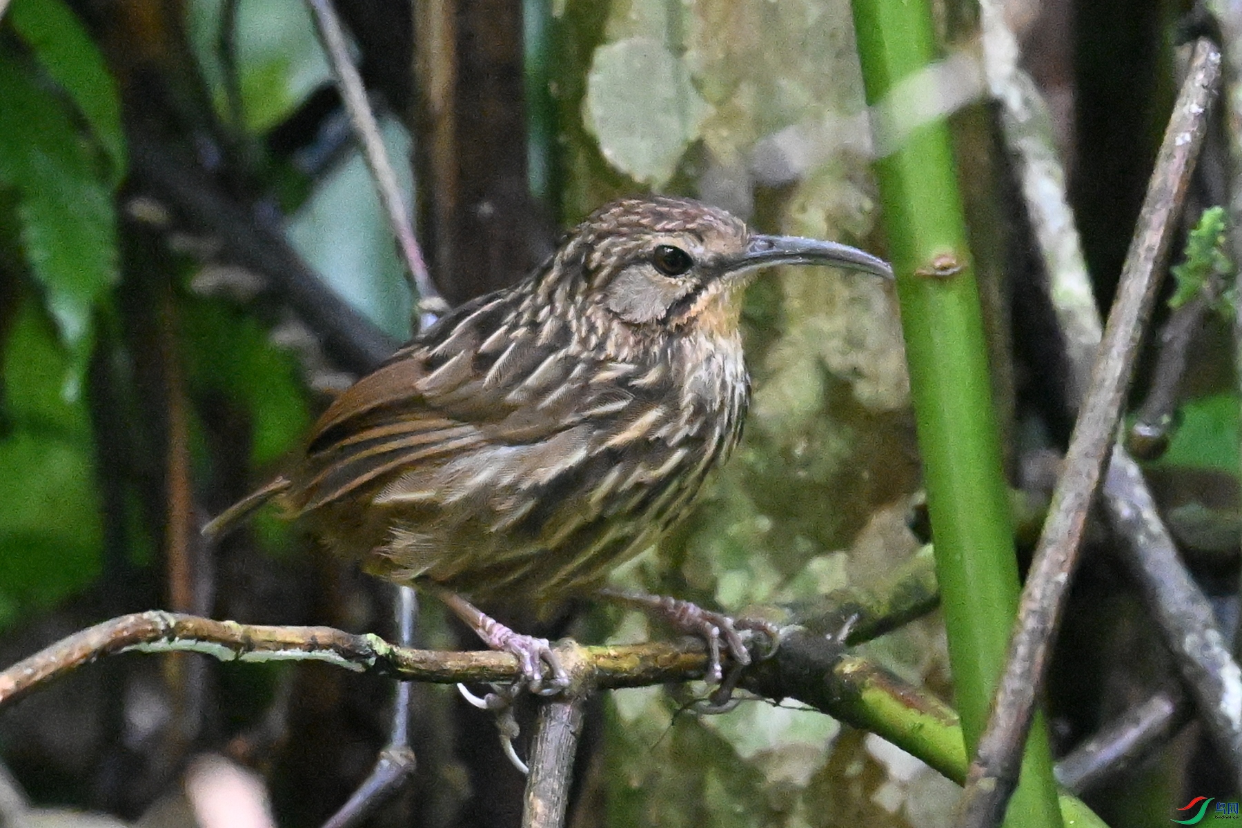 DSC_0558.JPG