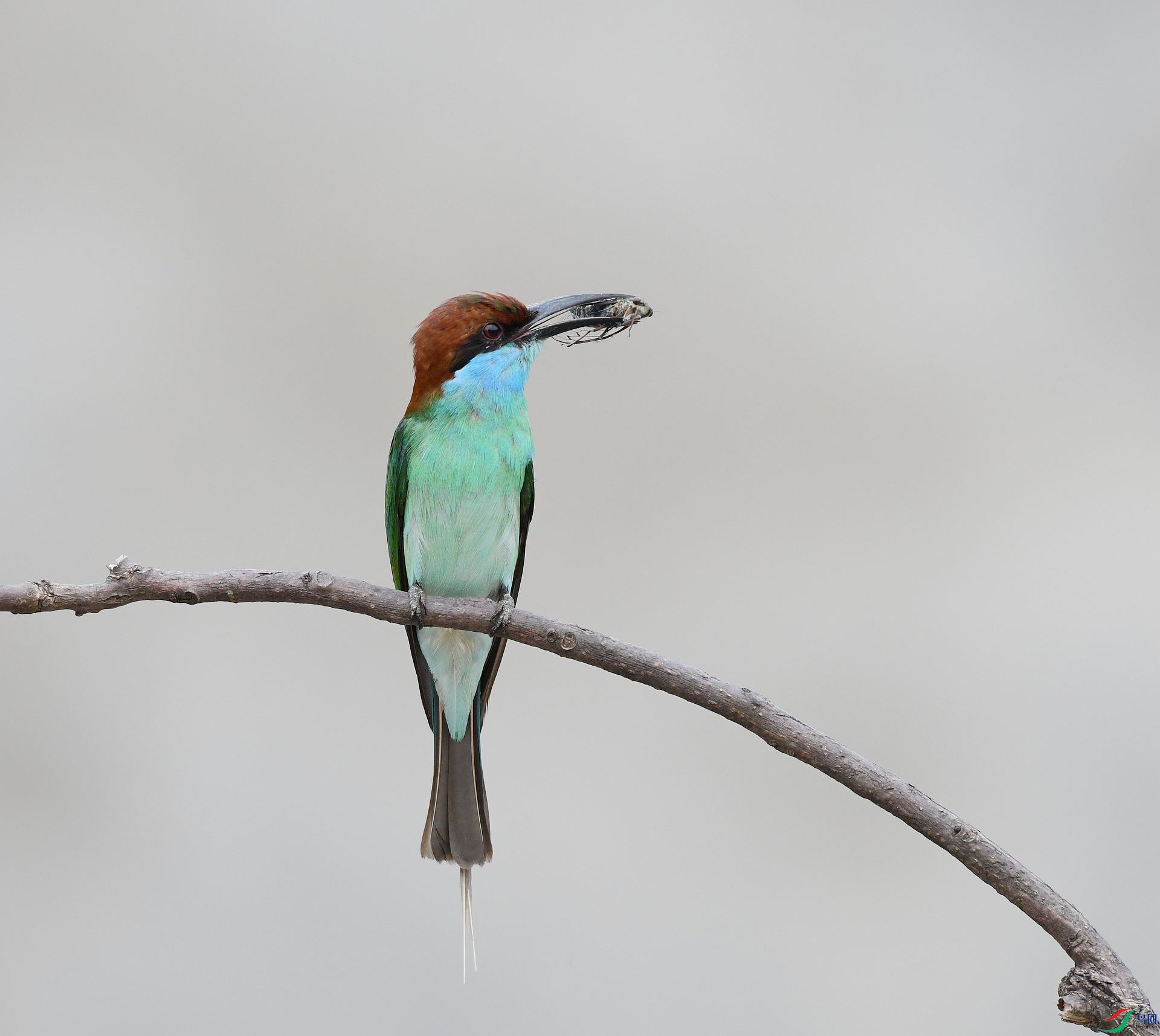 DSC_7425.jpg