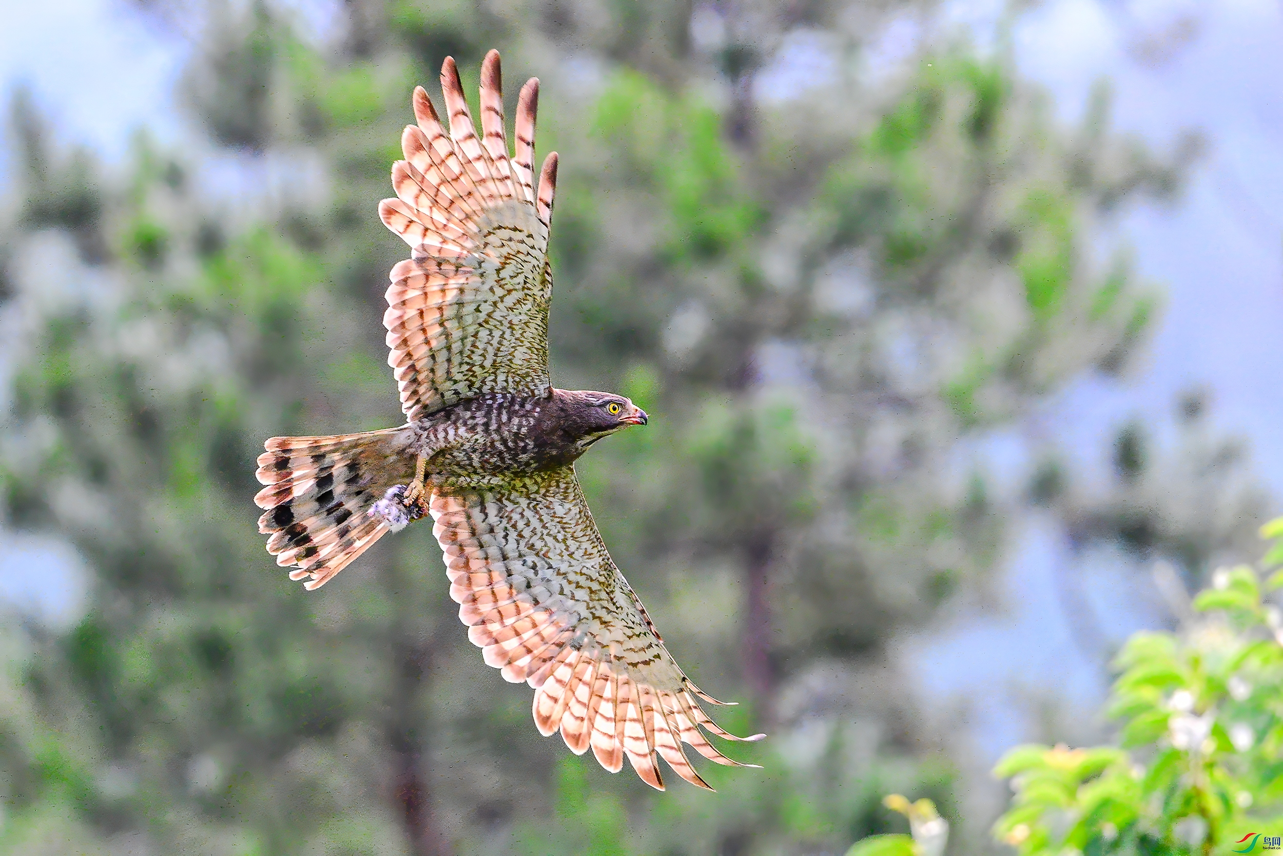 DSC_8143AB.jpg