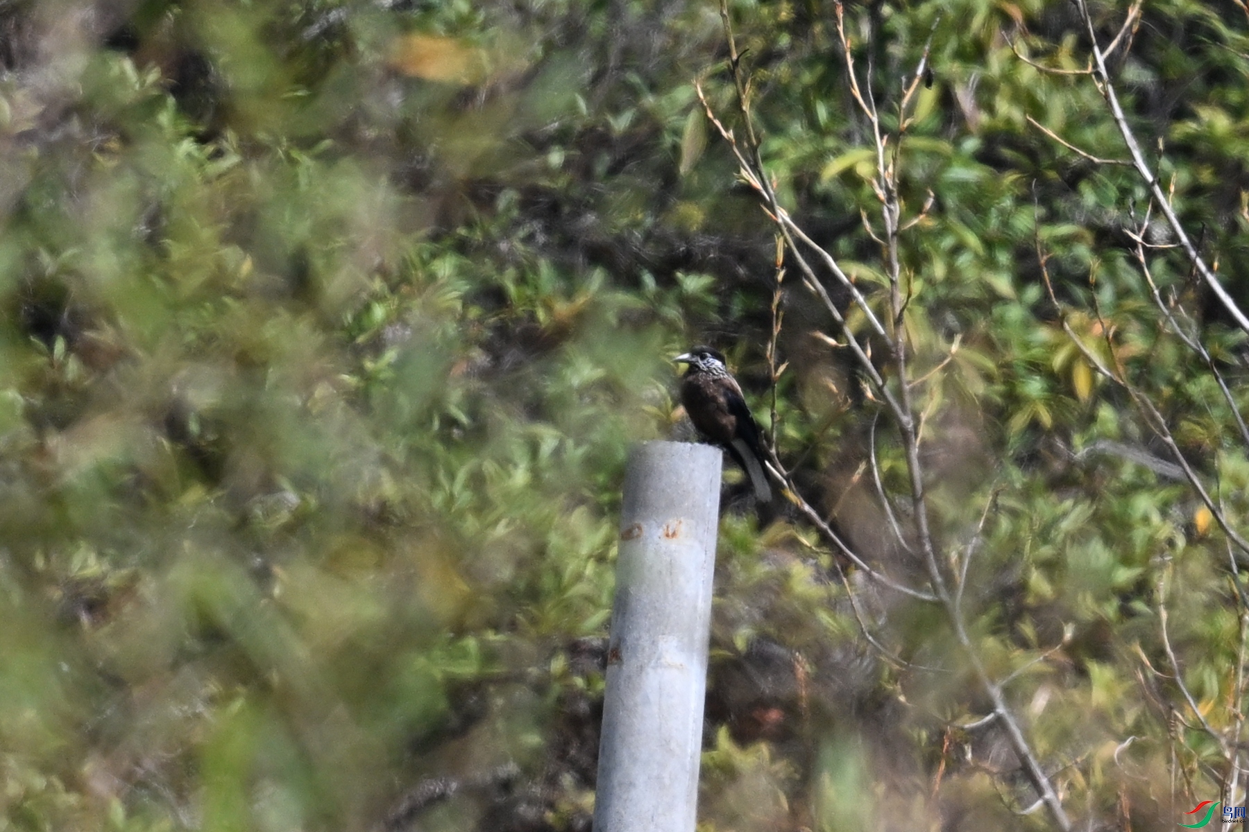 DSC_1599.JPG