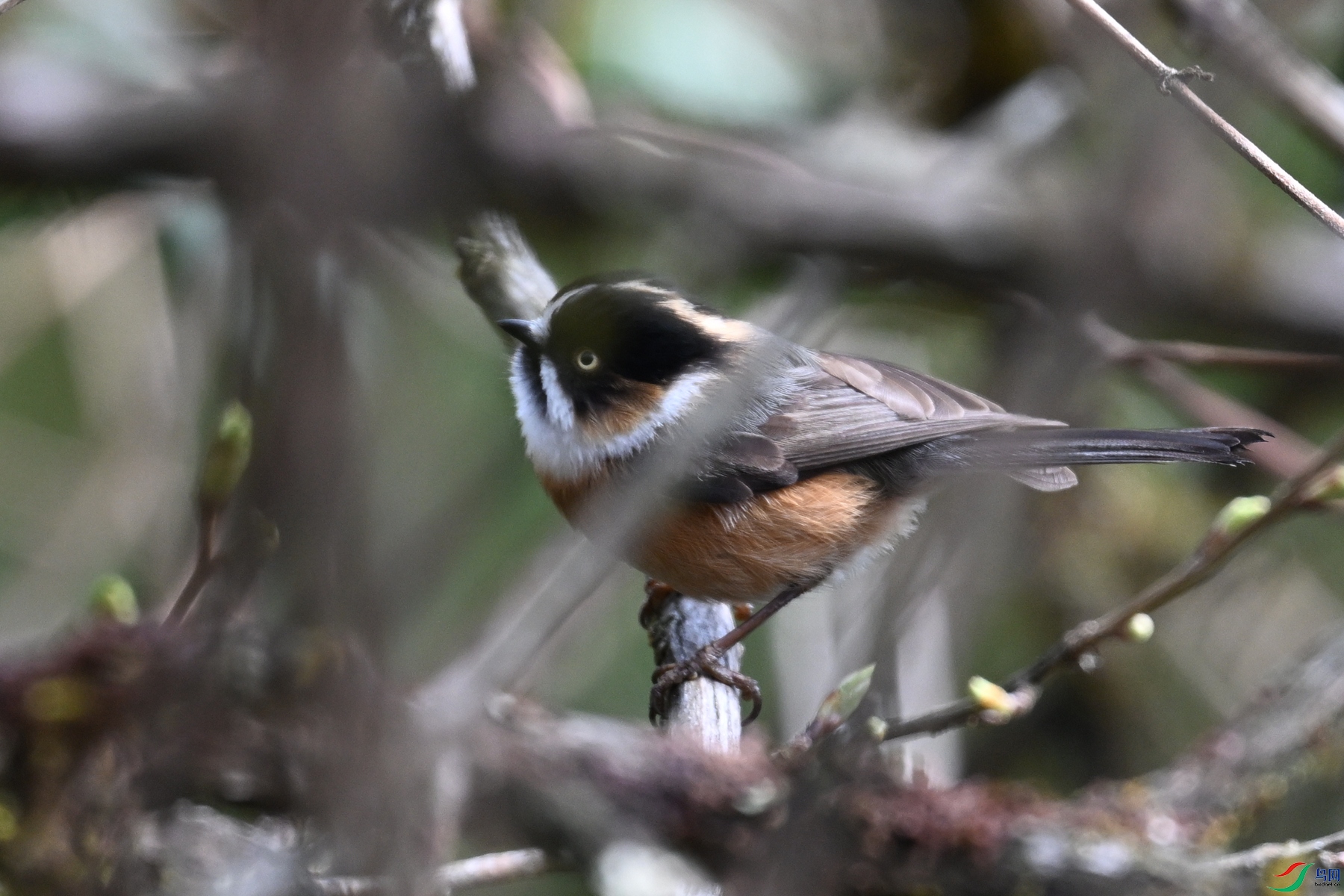 DSC_1550.JPG