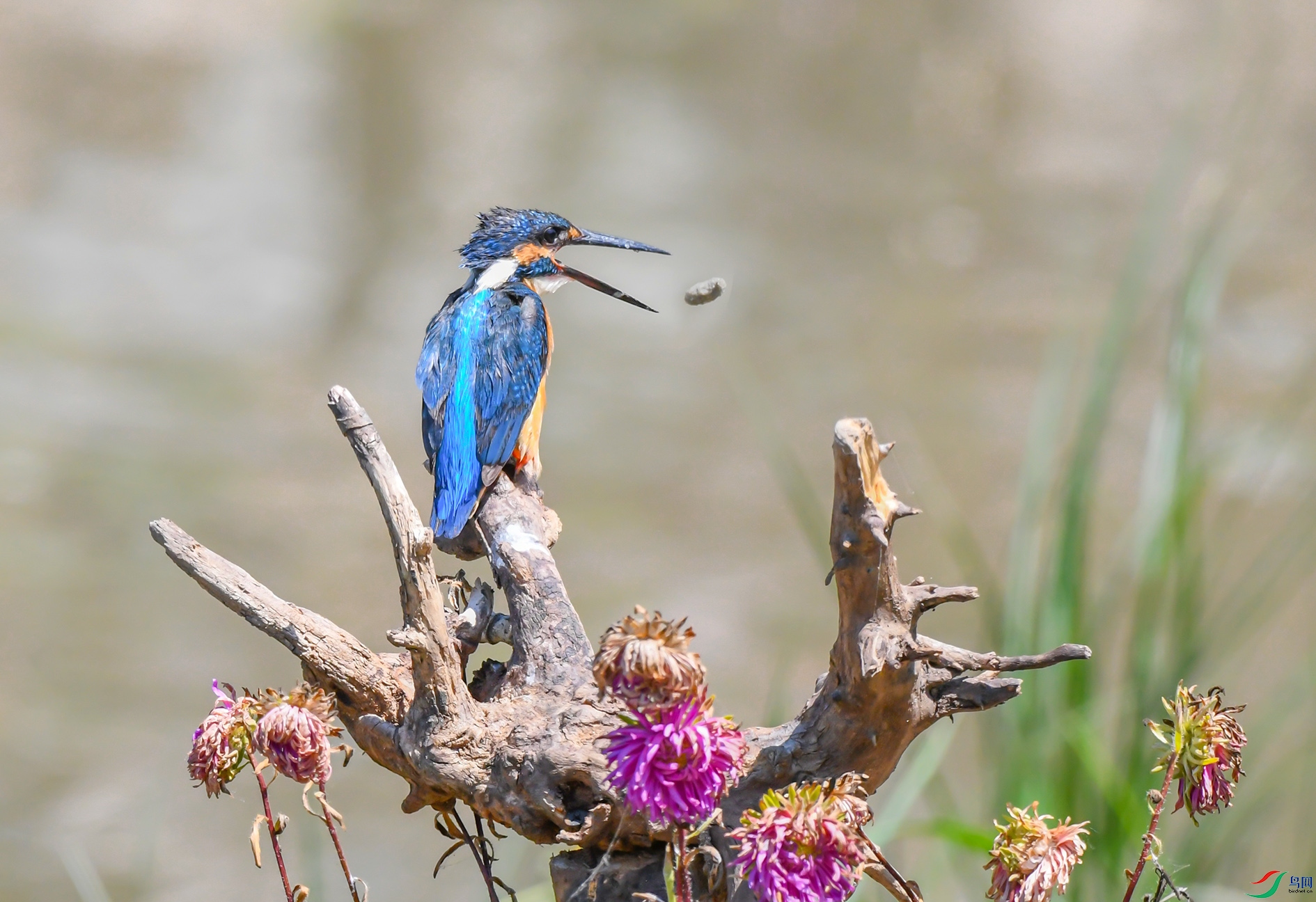 DSC_5784_��ͼ�� ����.jpg