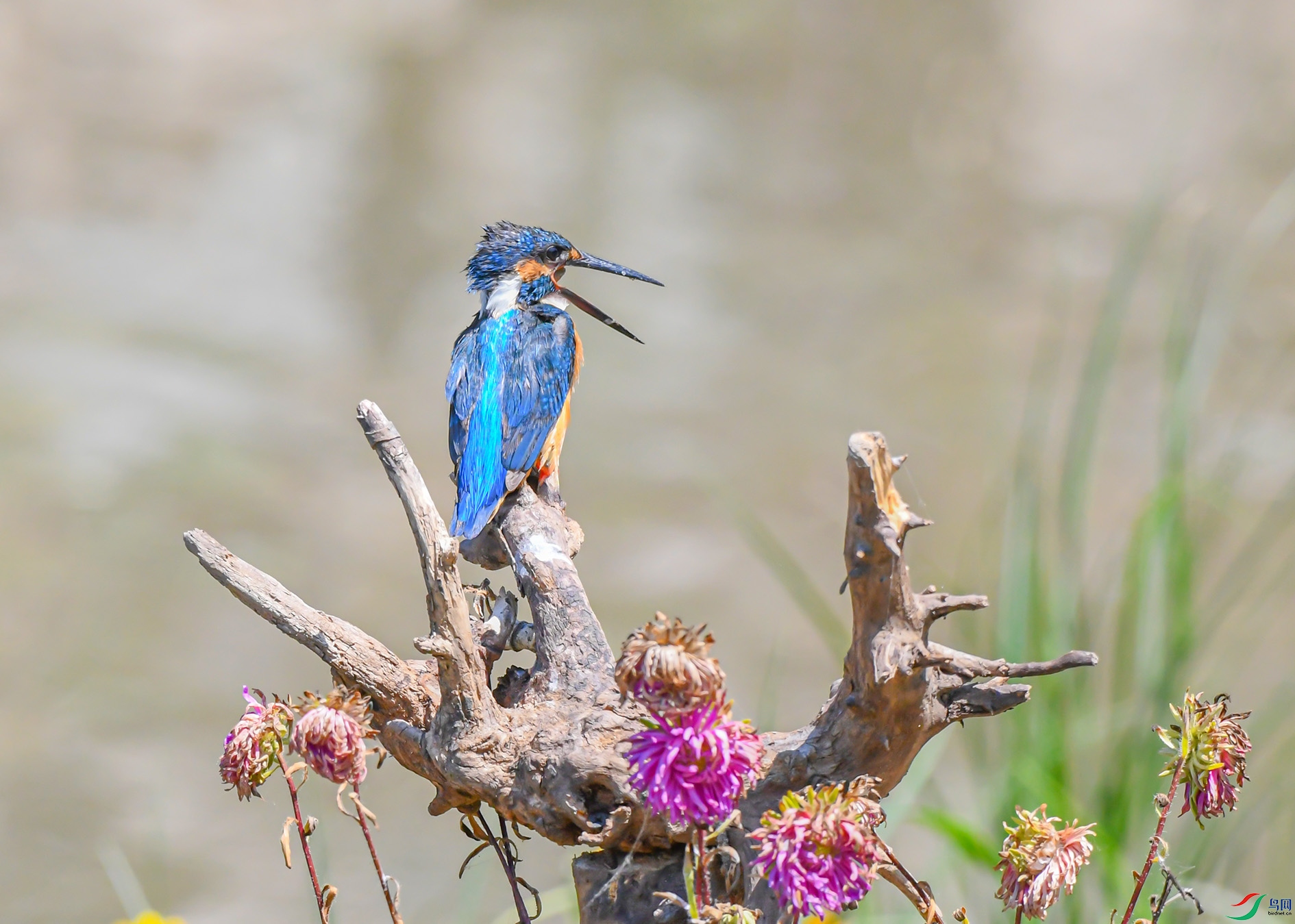 DSC_5781_��ͼ��(1) ����.jpg