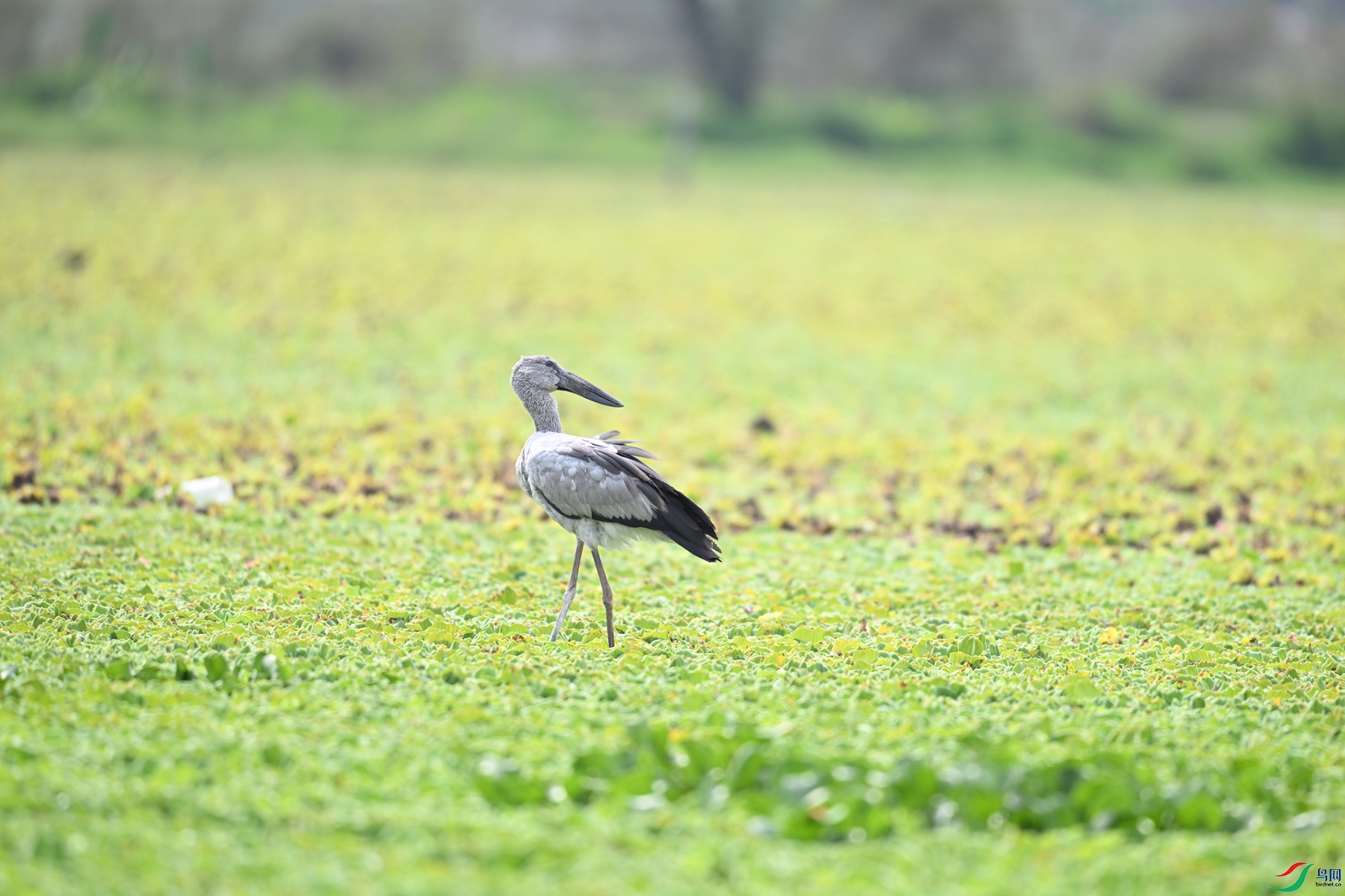 DSC_6185.JPG