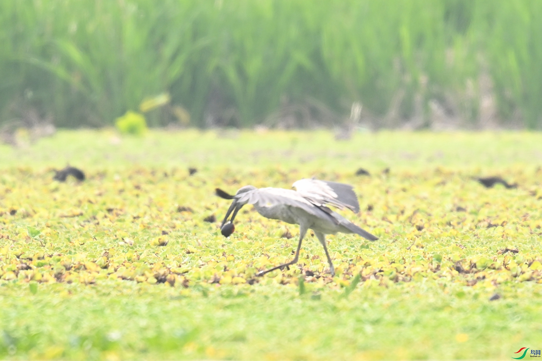 DSC_6204.JPG