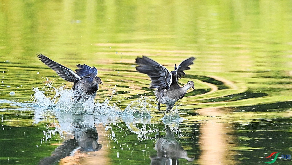 DSC_4621.JPG