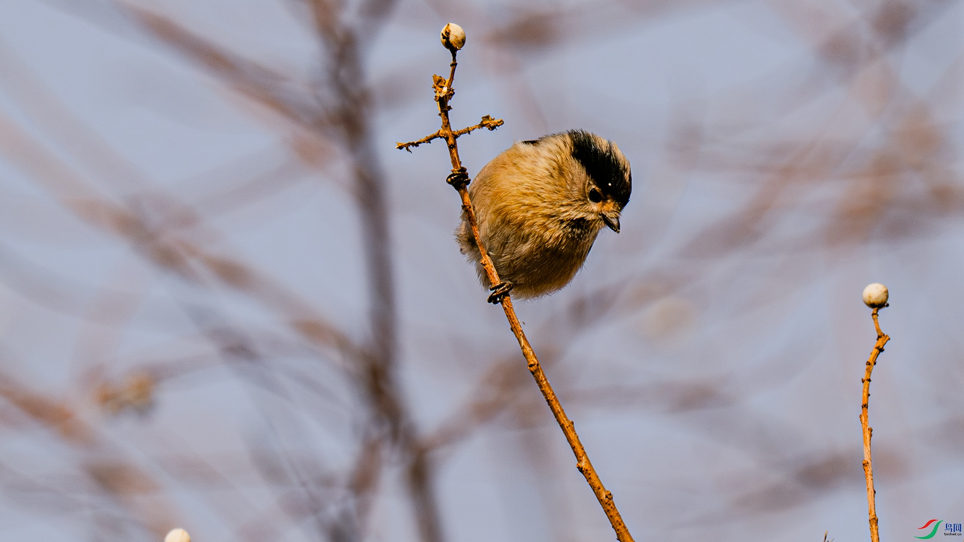 DSC_4515-1_����.jpg