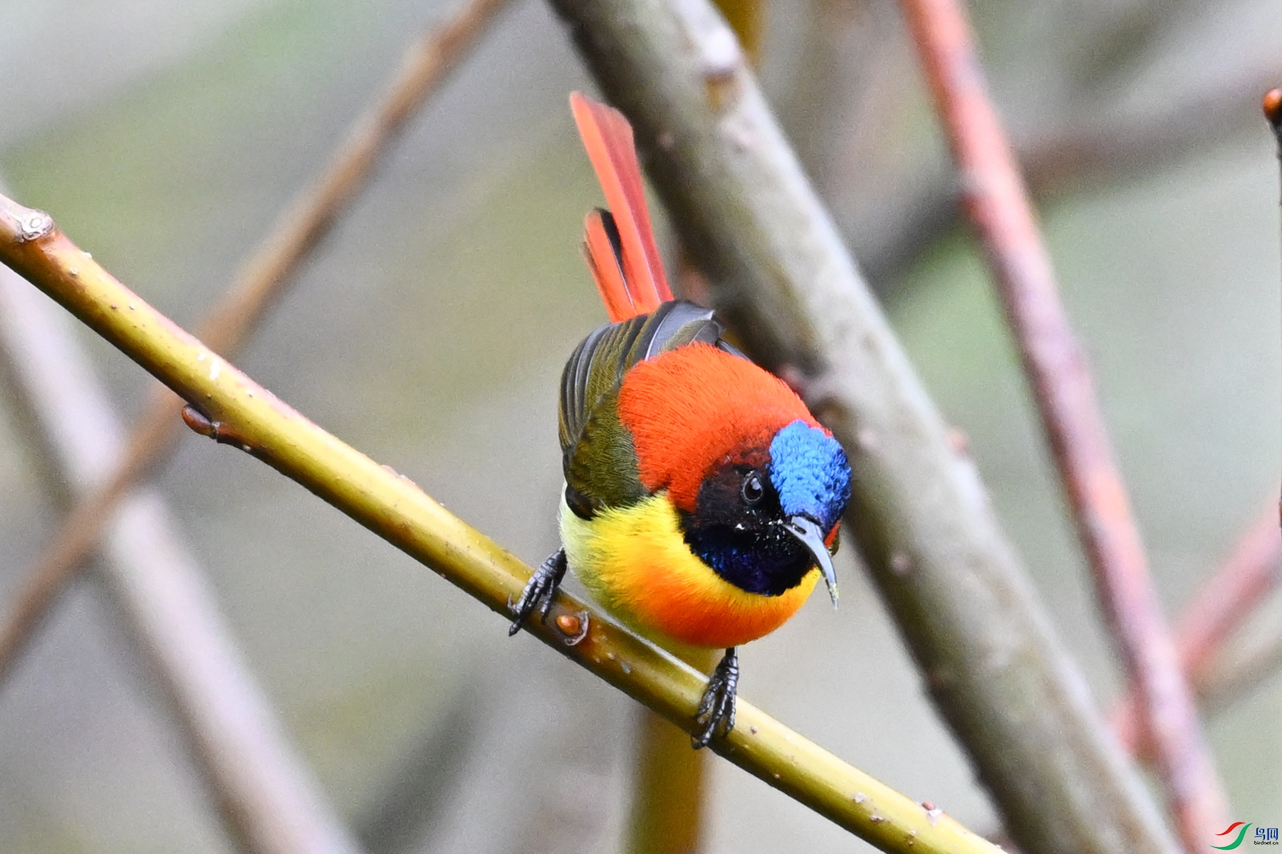 DSC_1631.JPG