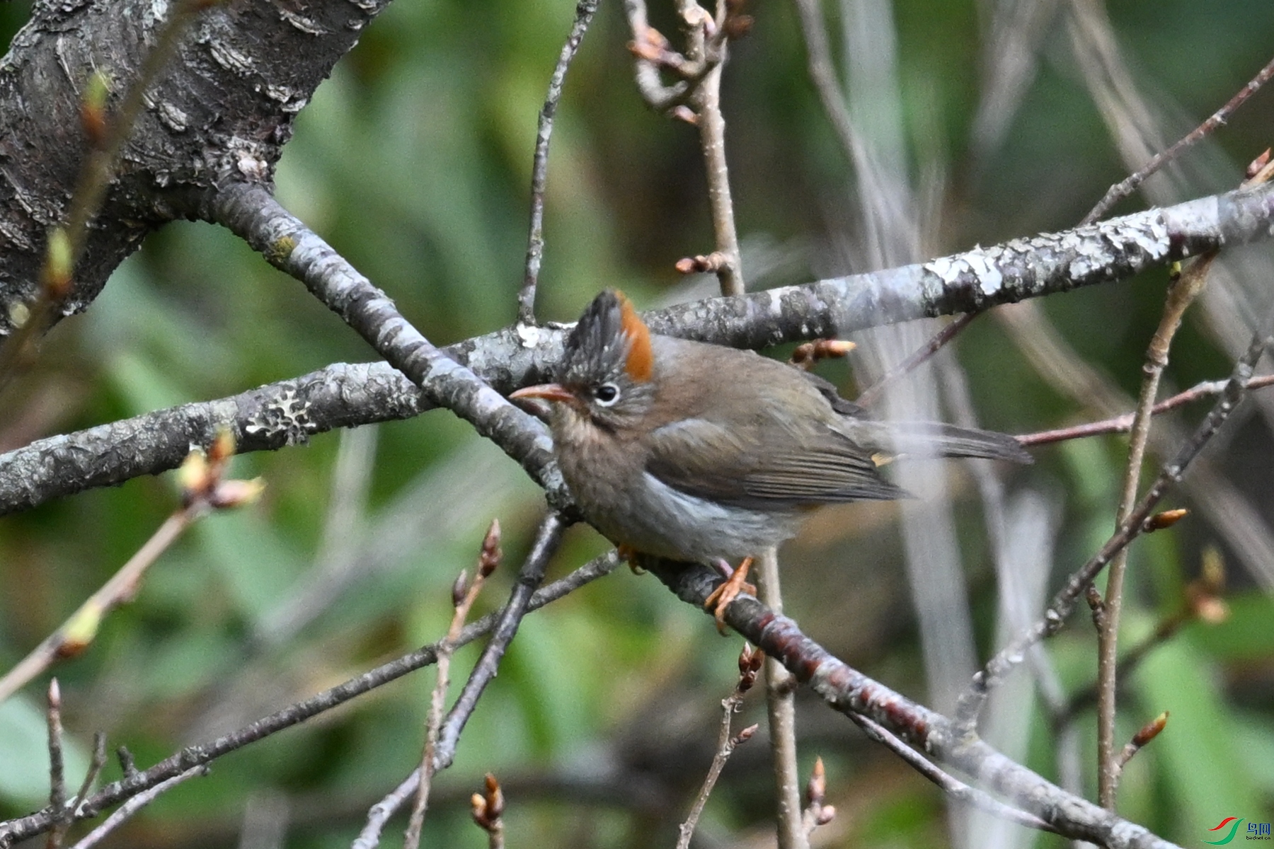 DSC_1619.JPG
