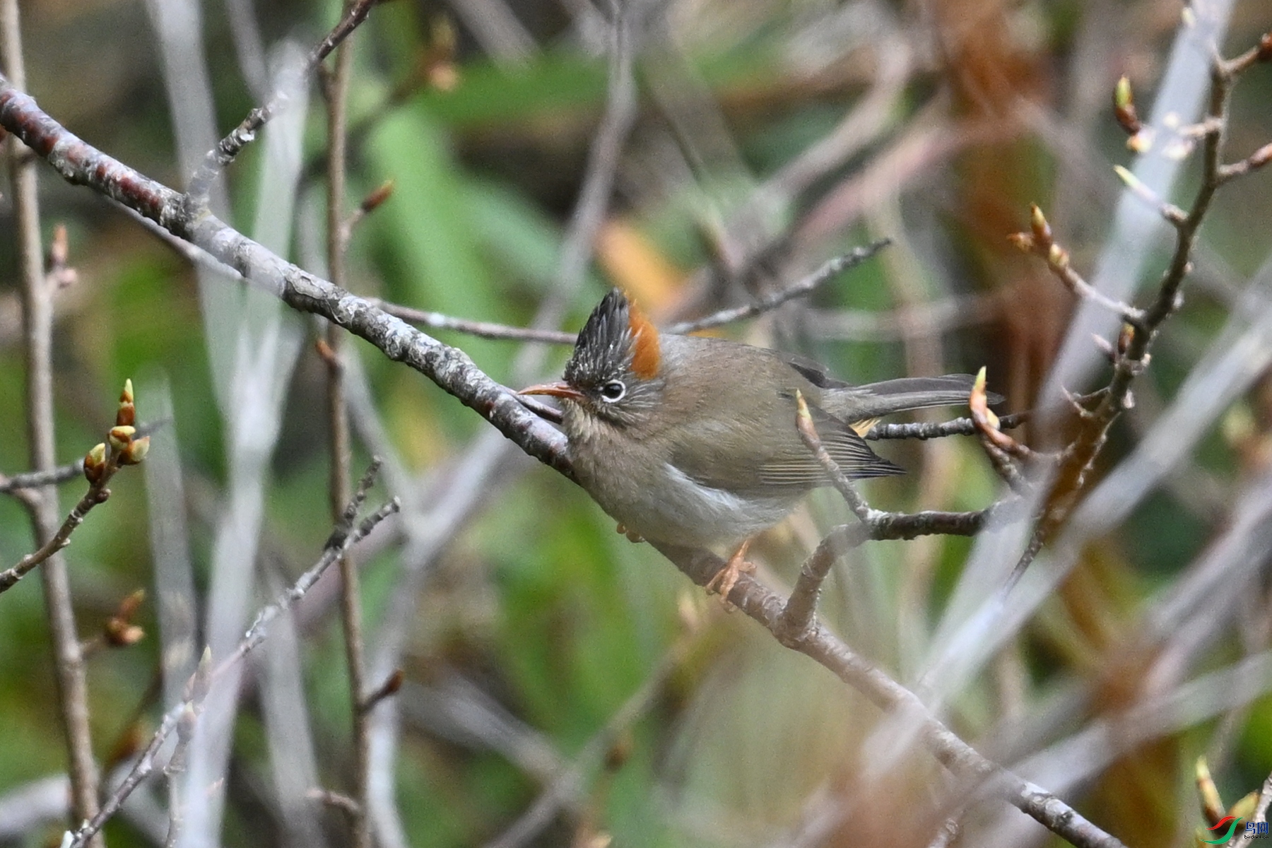 DSC_1621.JPG