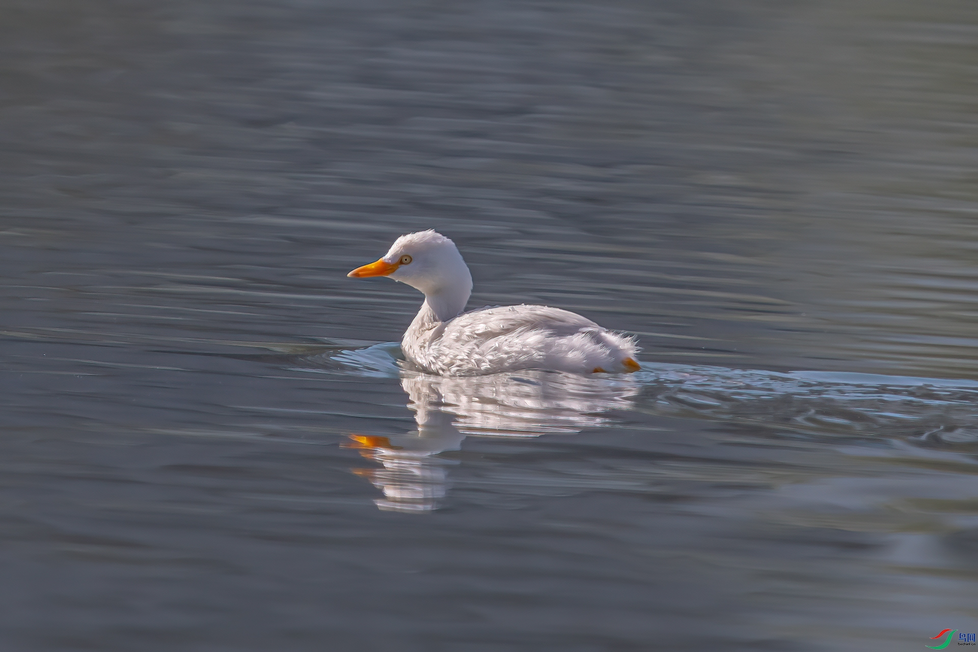 NIKON-CORPORATION__NIKON-D500__2019_11_11__73ecc780-11.jpg