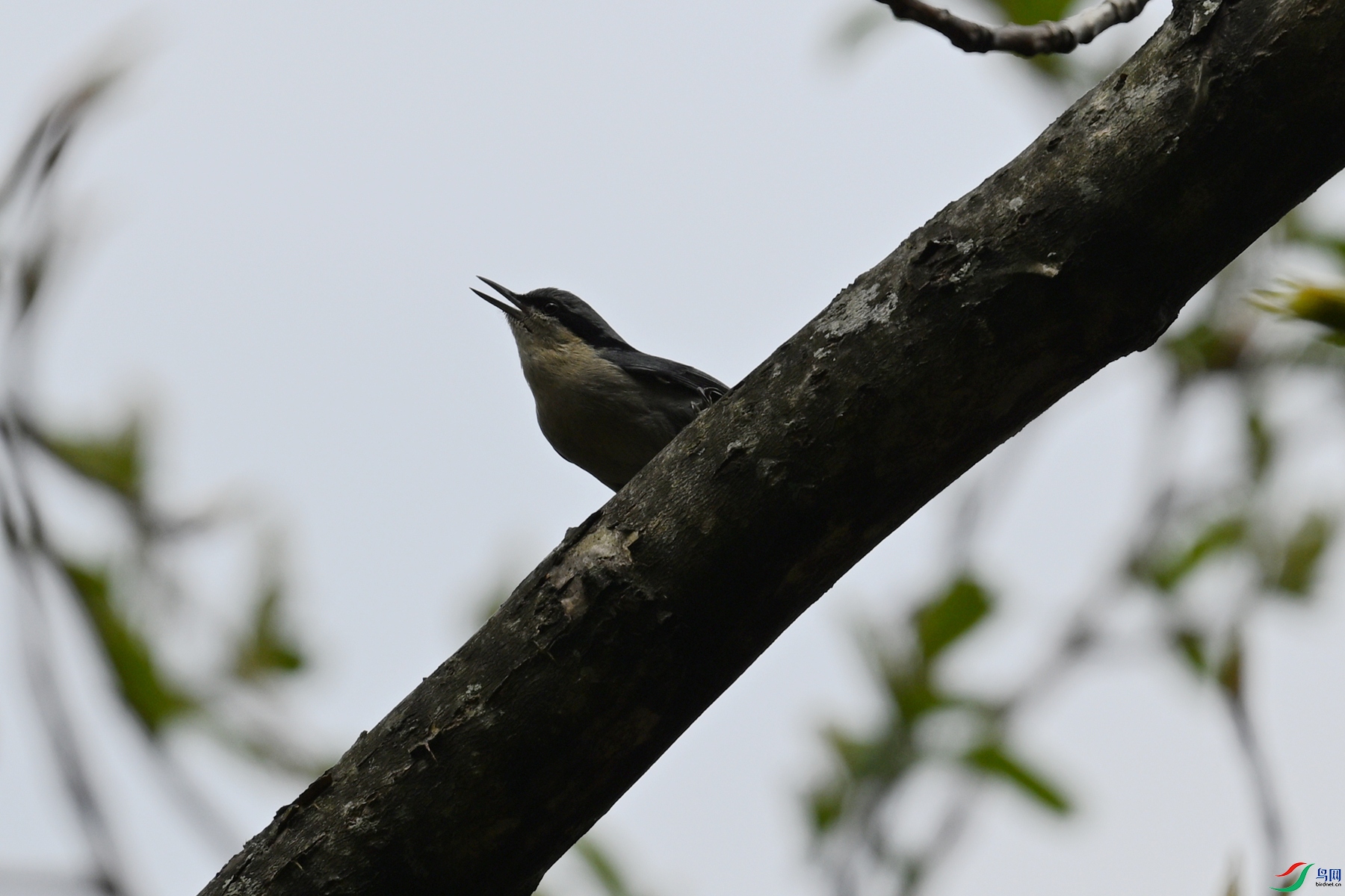 DSC_1699.JPG