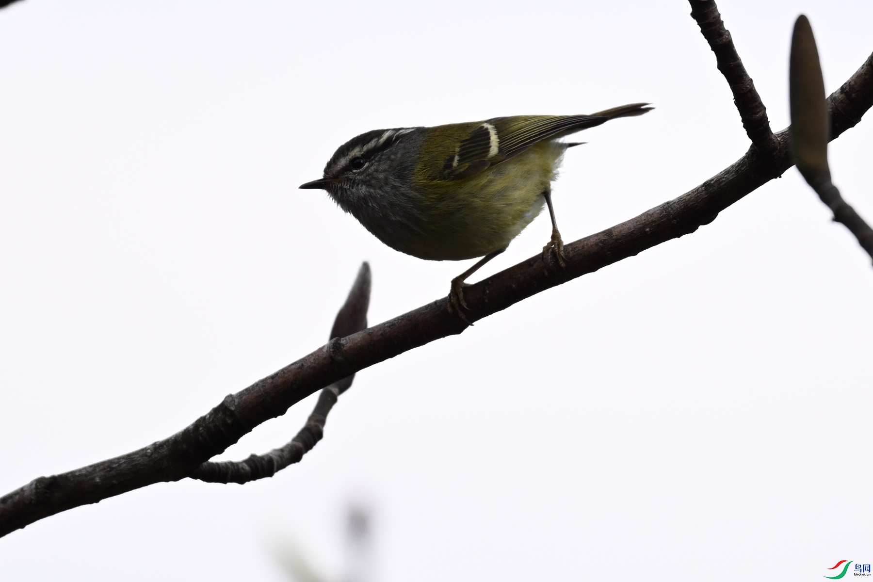 DSC_1719.JPG