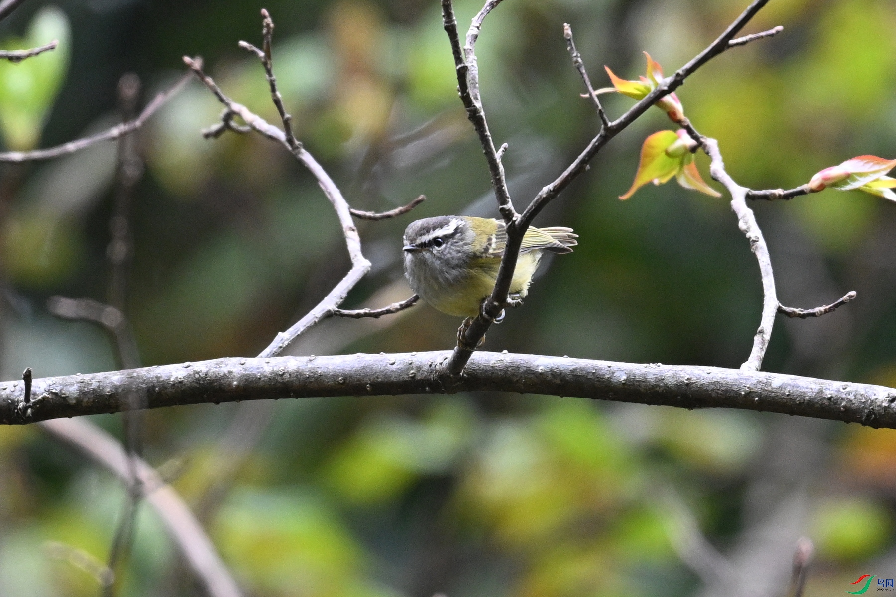 DSC_1682.JPG