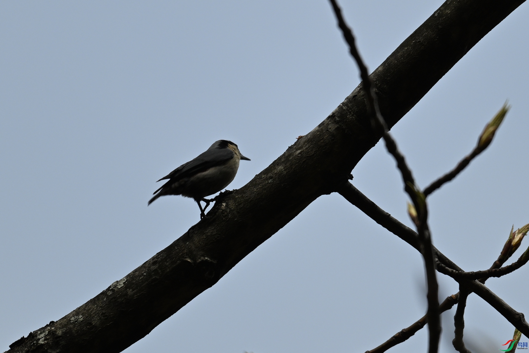 DSC_1704.JPG