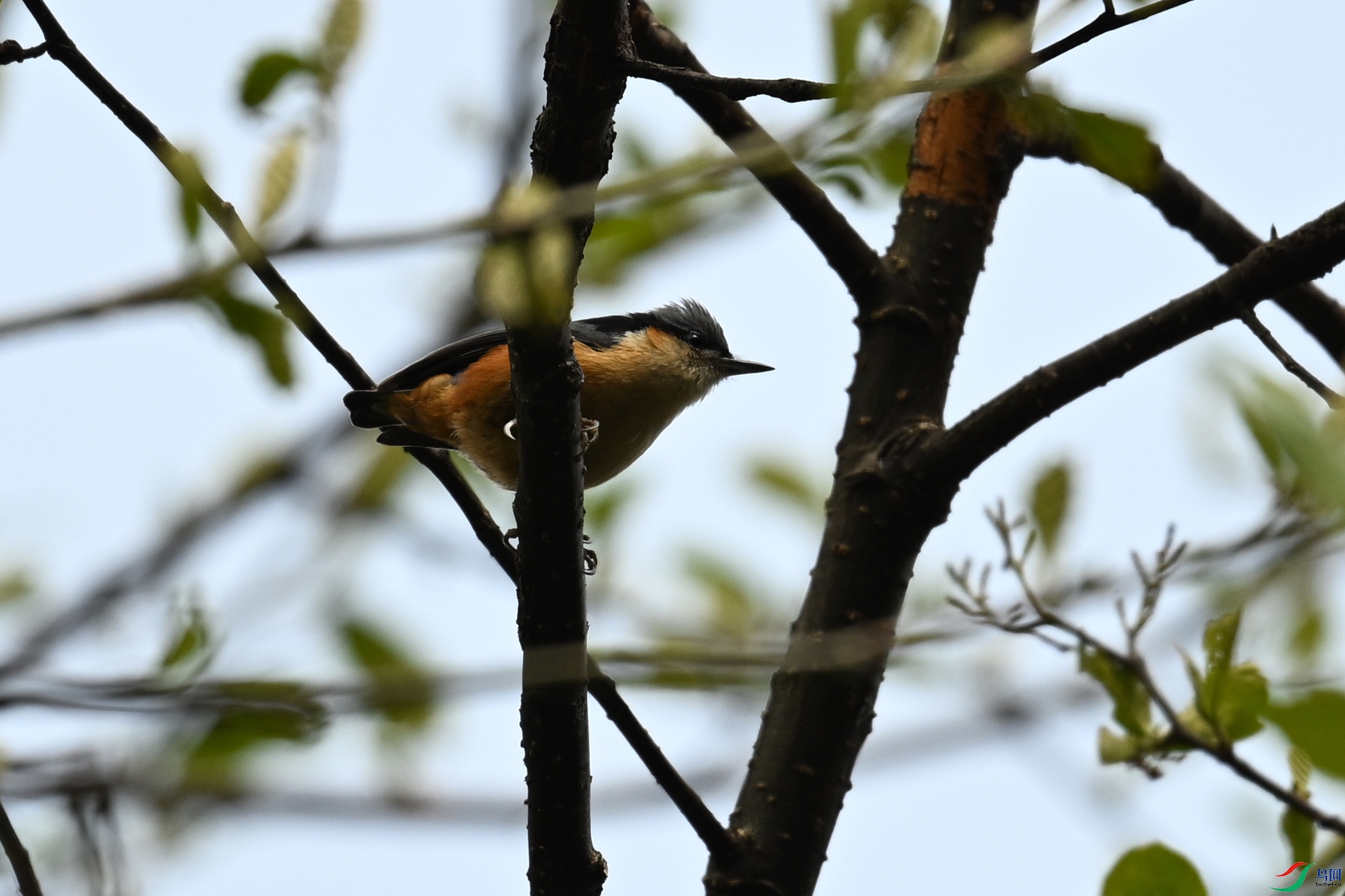 DSC_1692.JPG