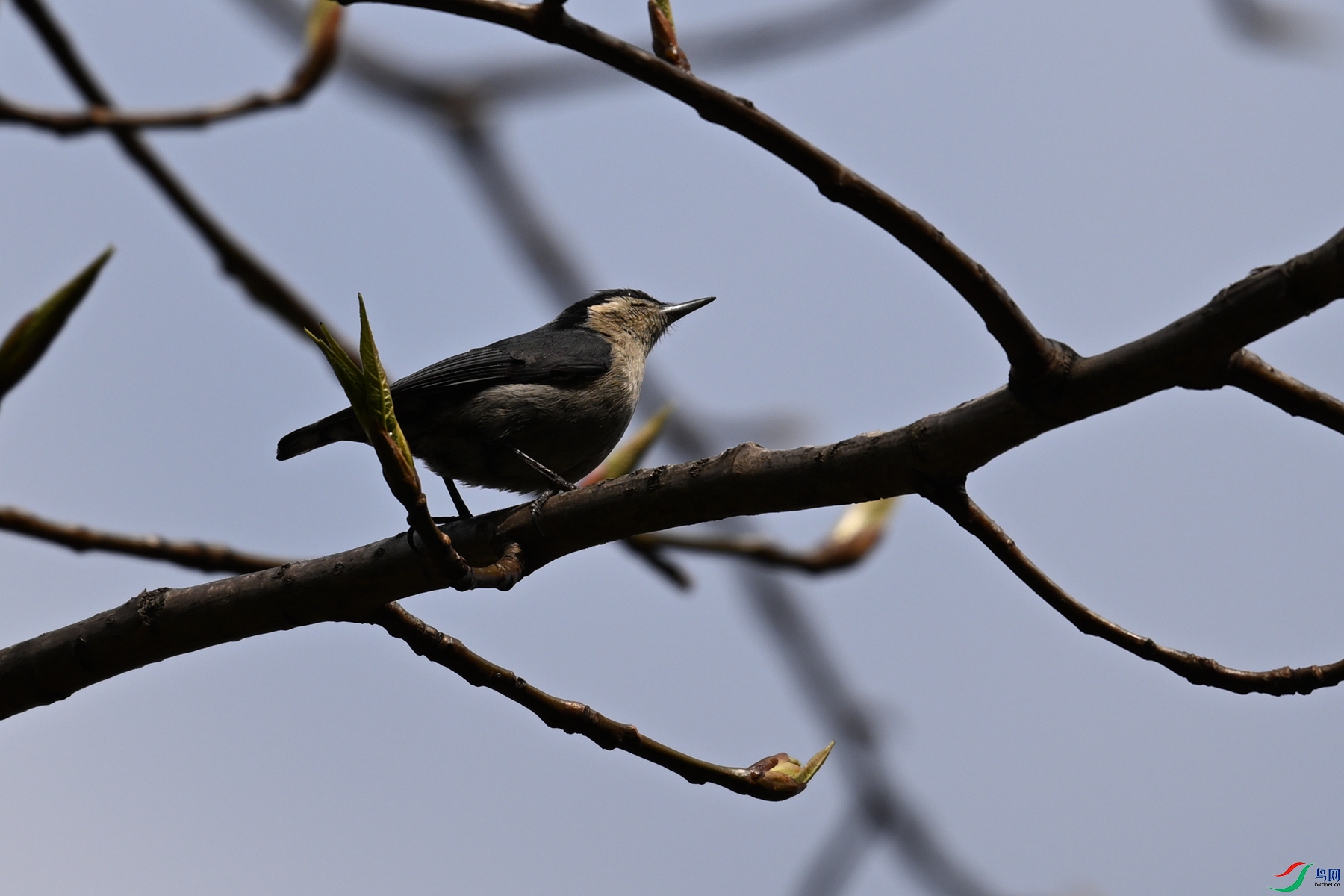 DSC_1693.JPG