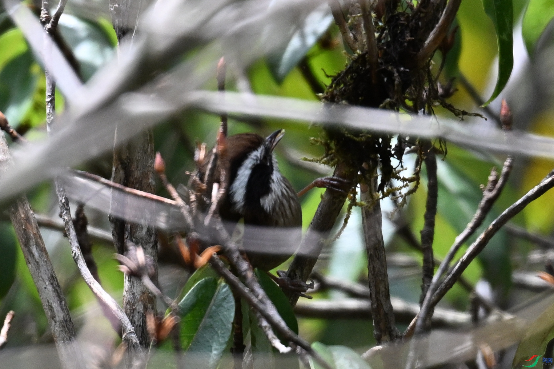 DSC_1664.JPG